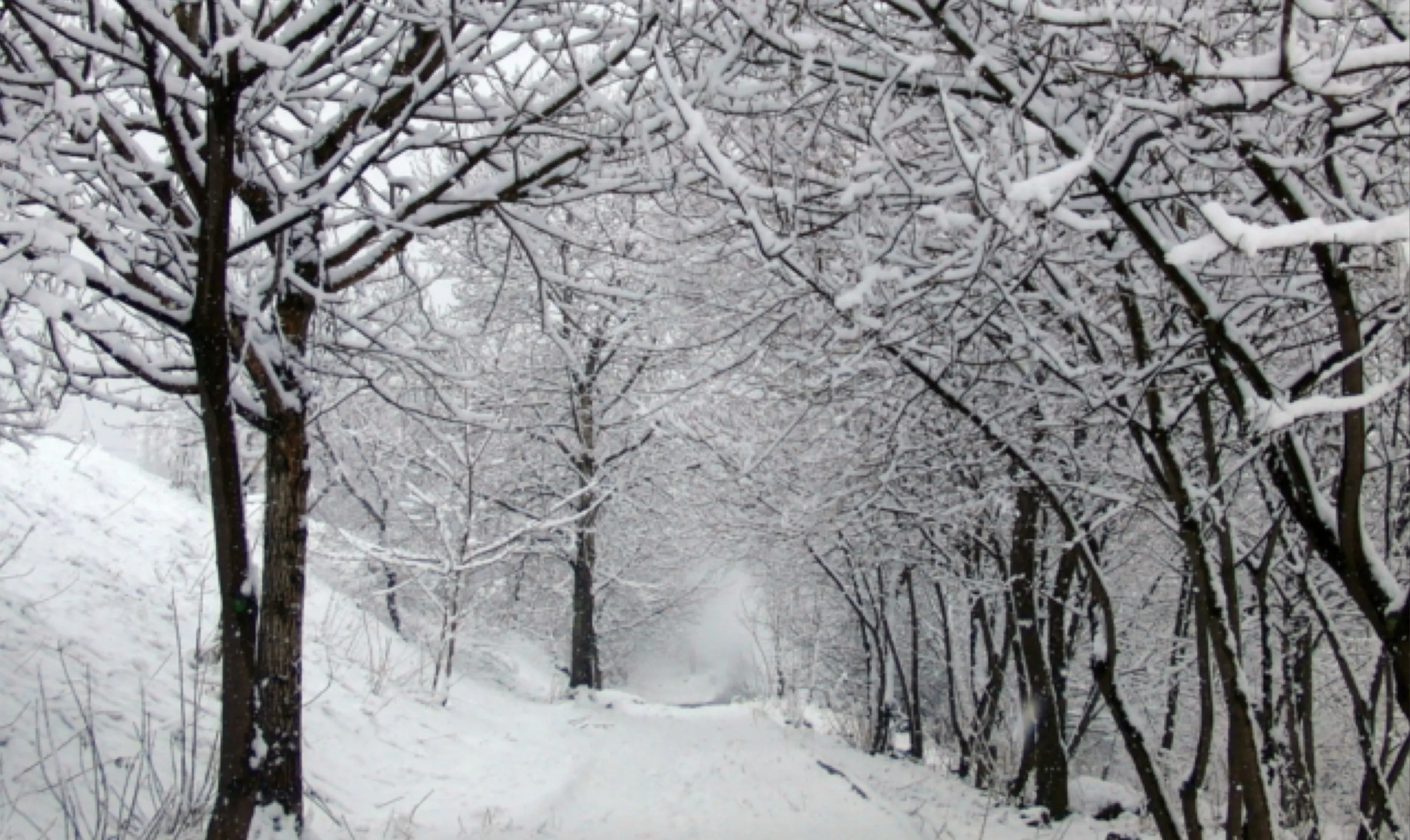 Country Lane in Winter