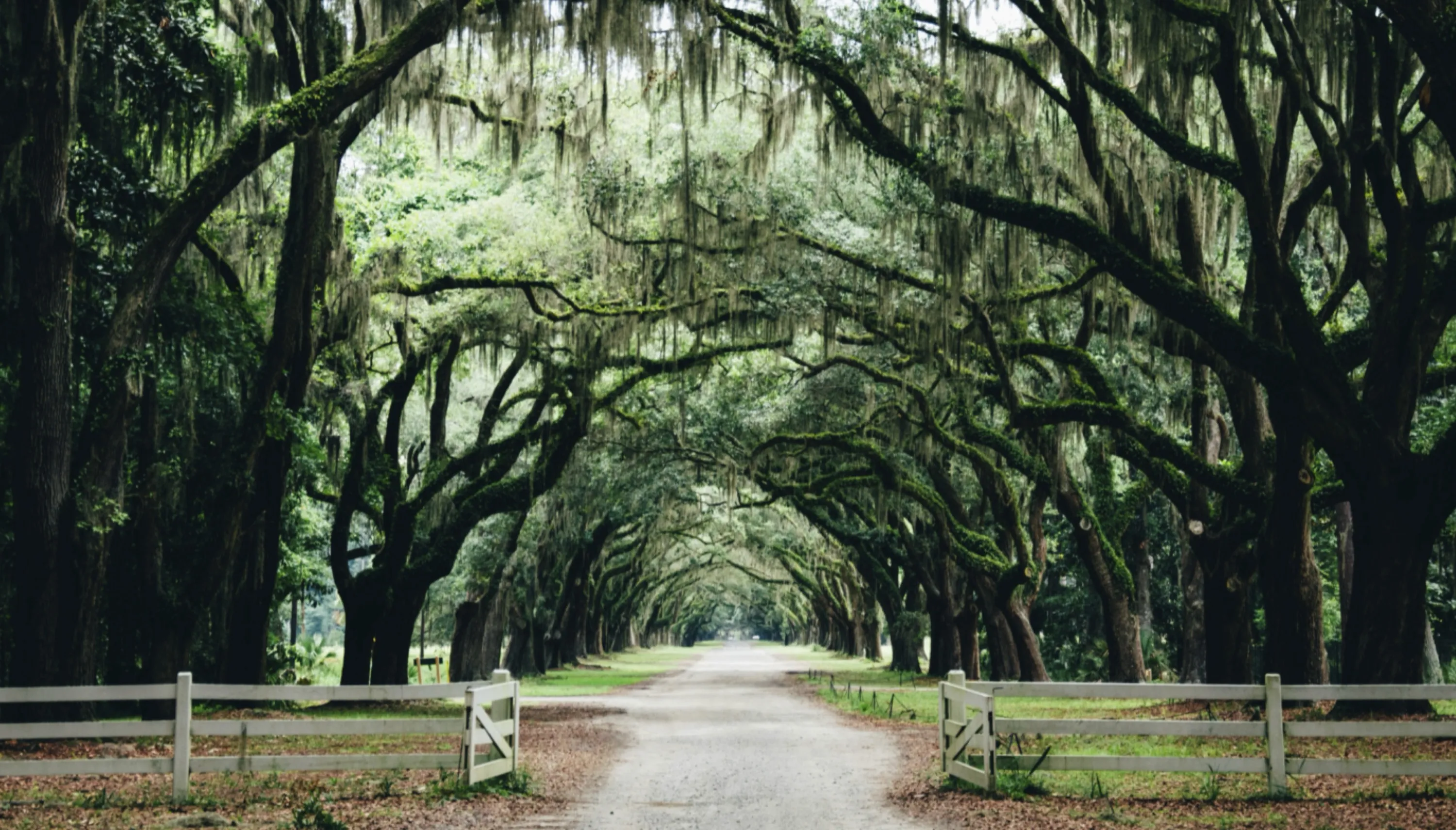 Oak Alley
