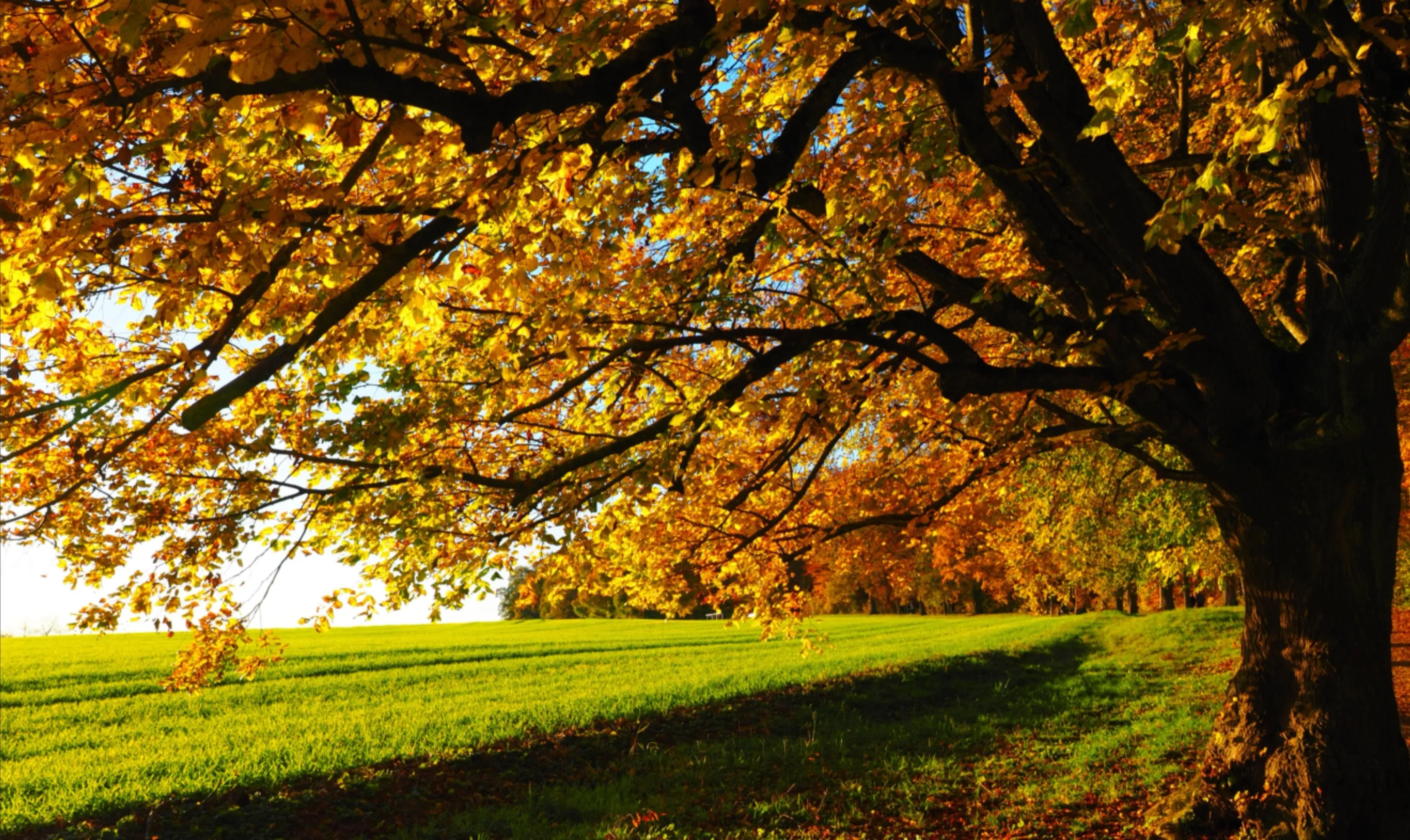 Fall Foliage