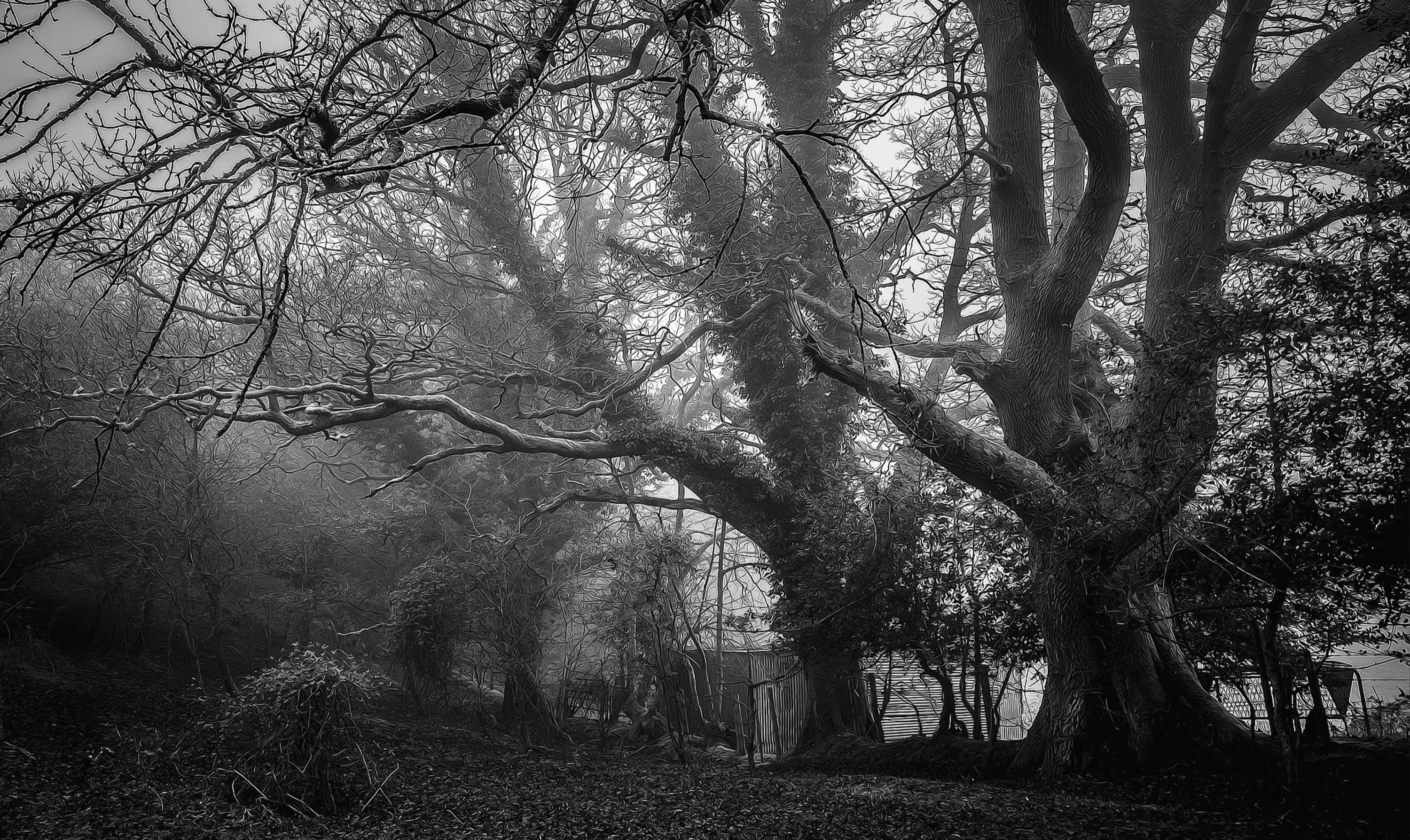 Old Trees