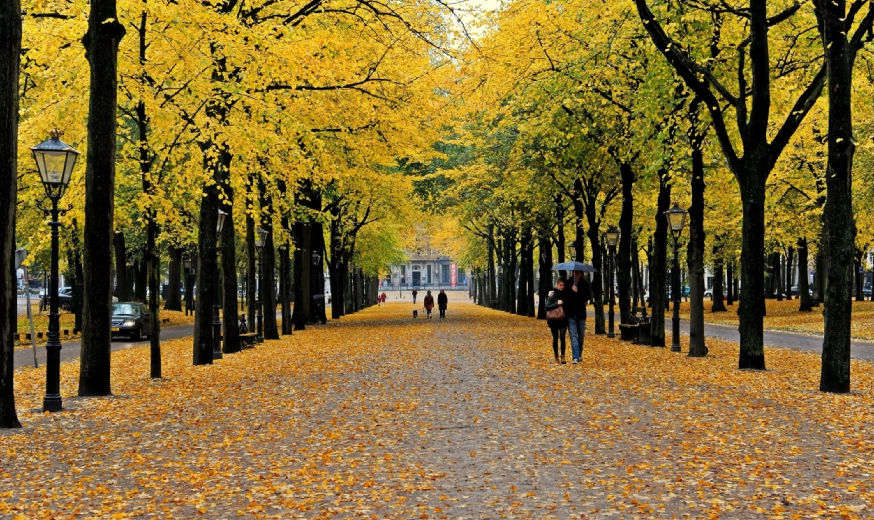 Strolling Amid Autumn Leaves