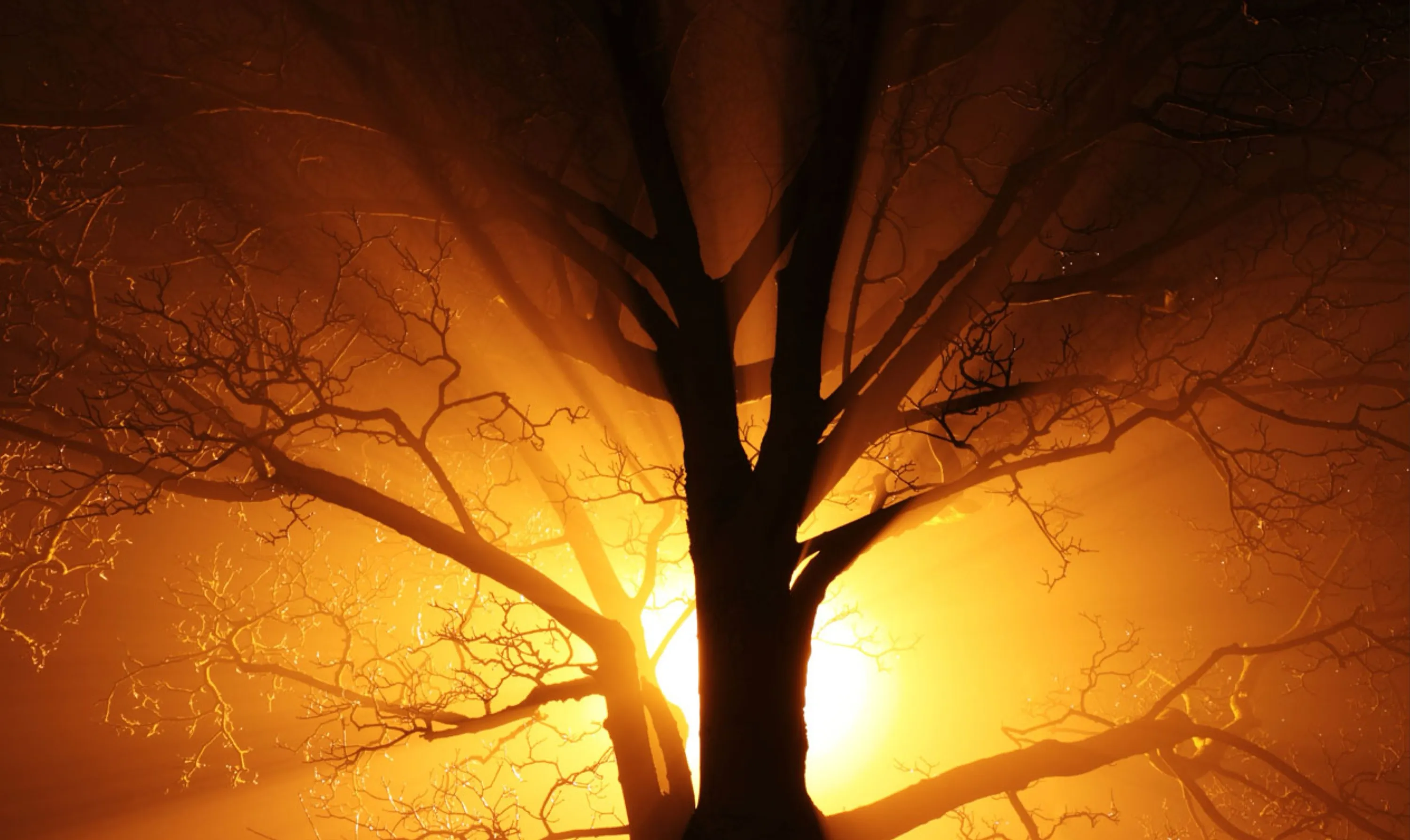Tree at Sunset