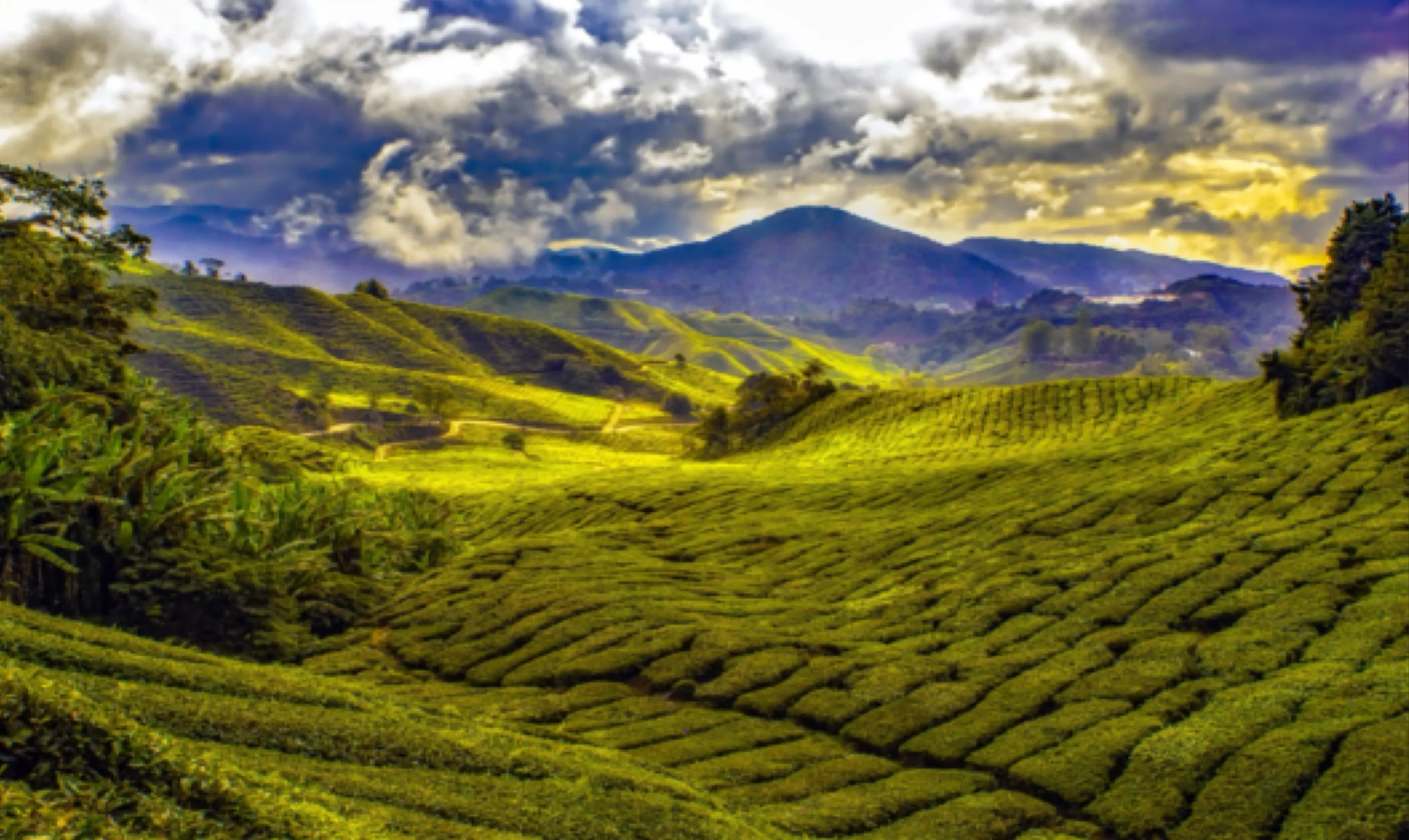 Malaysian Farmland