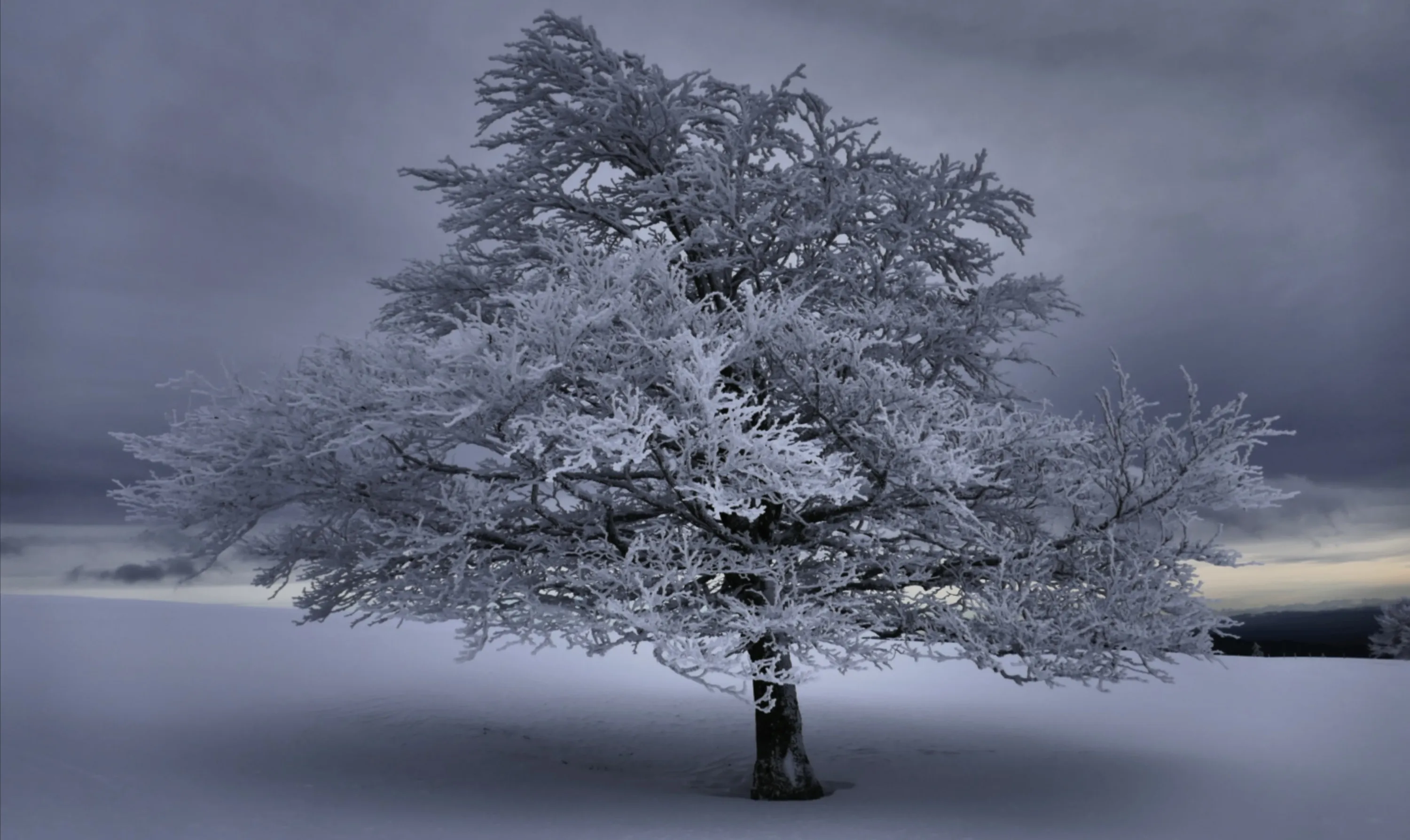 Snow-Covered Tree