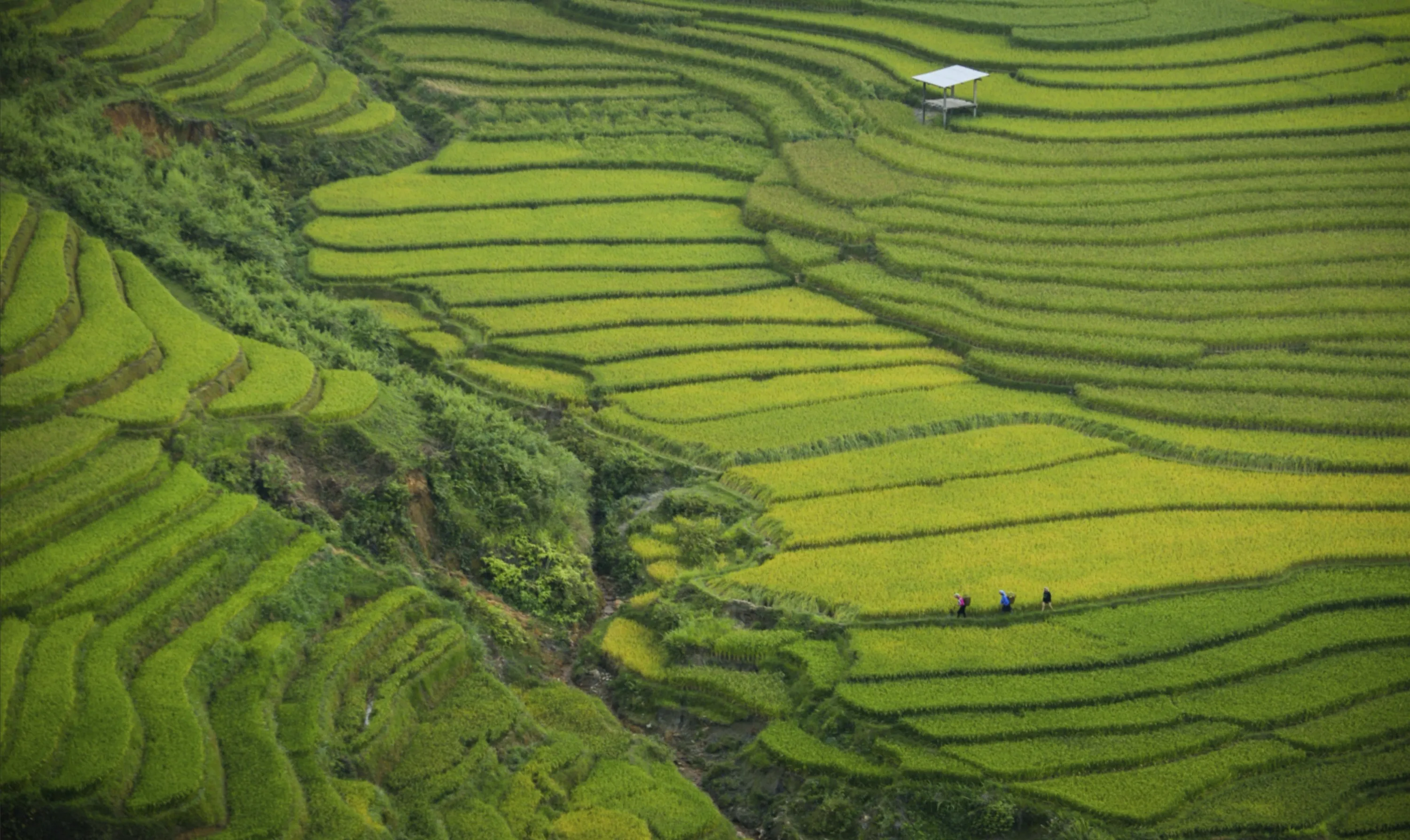 Terraced Farmland