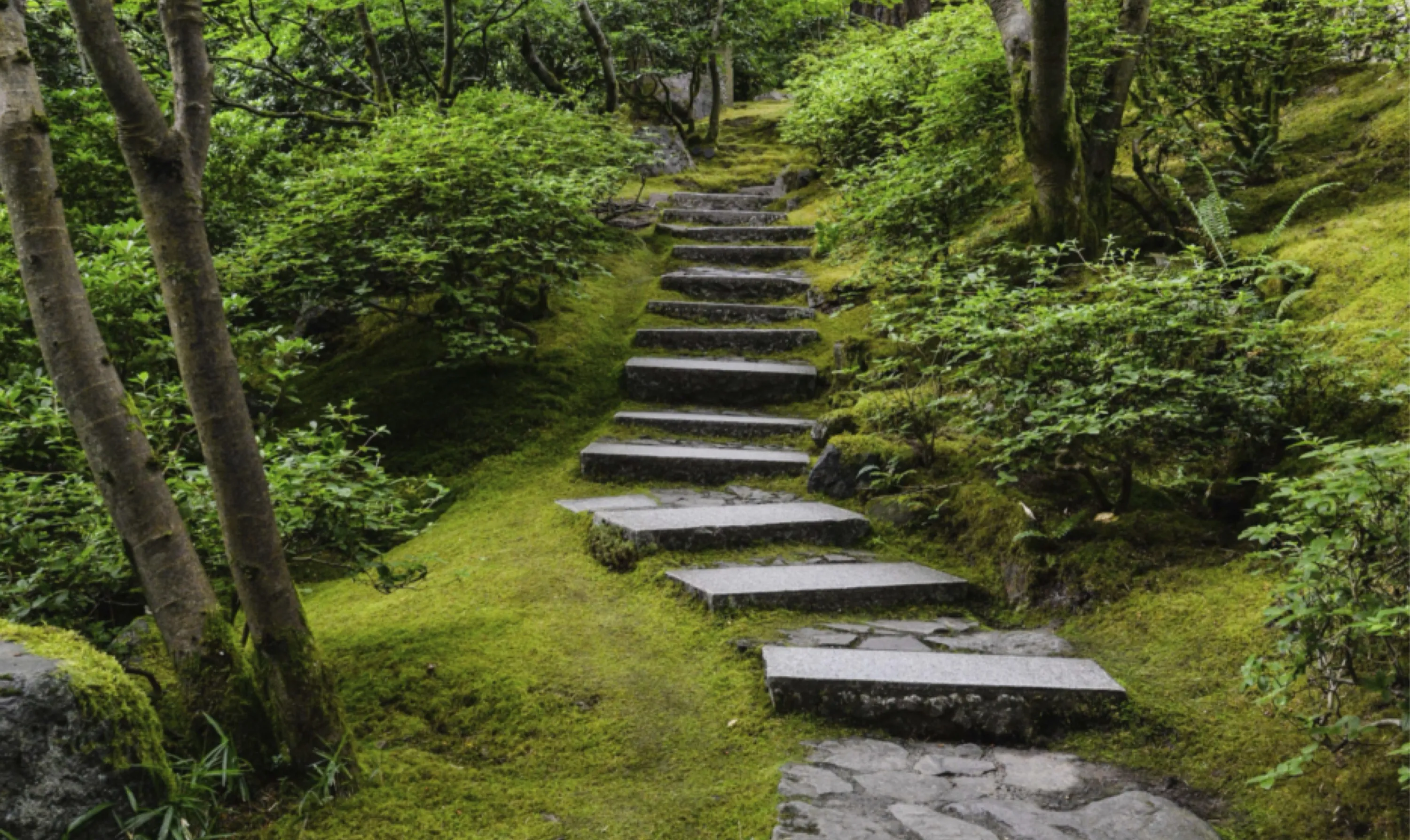 Stone Path in Forest