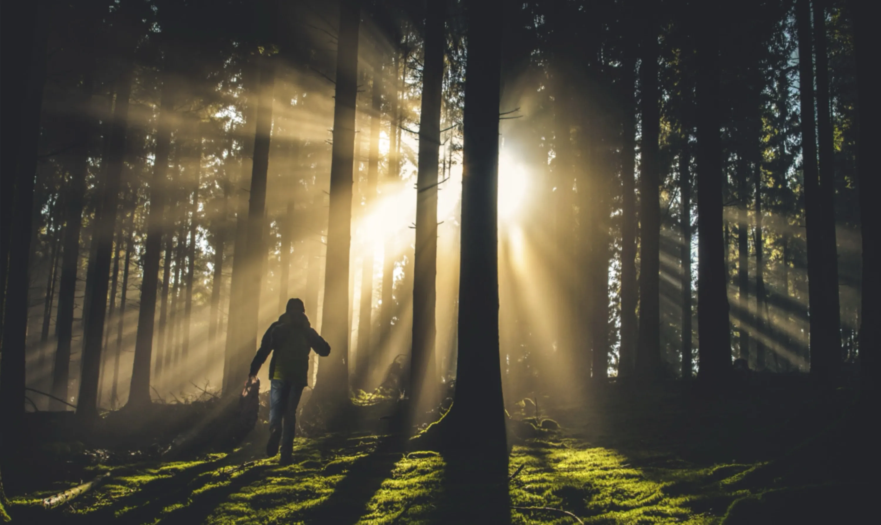 Sunset in Forest
