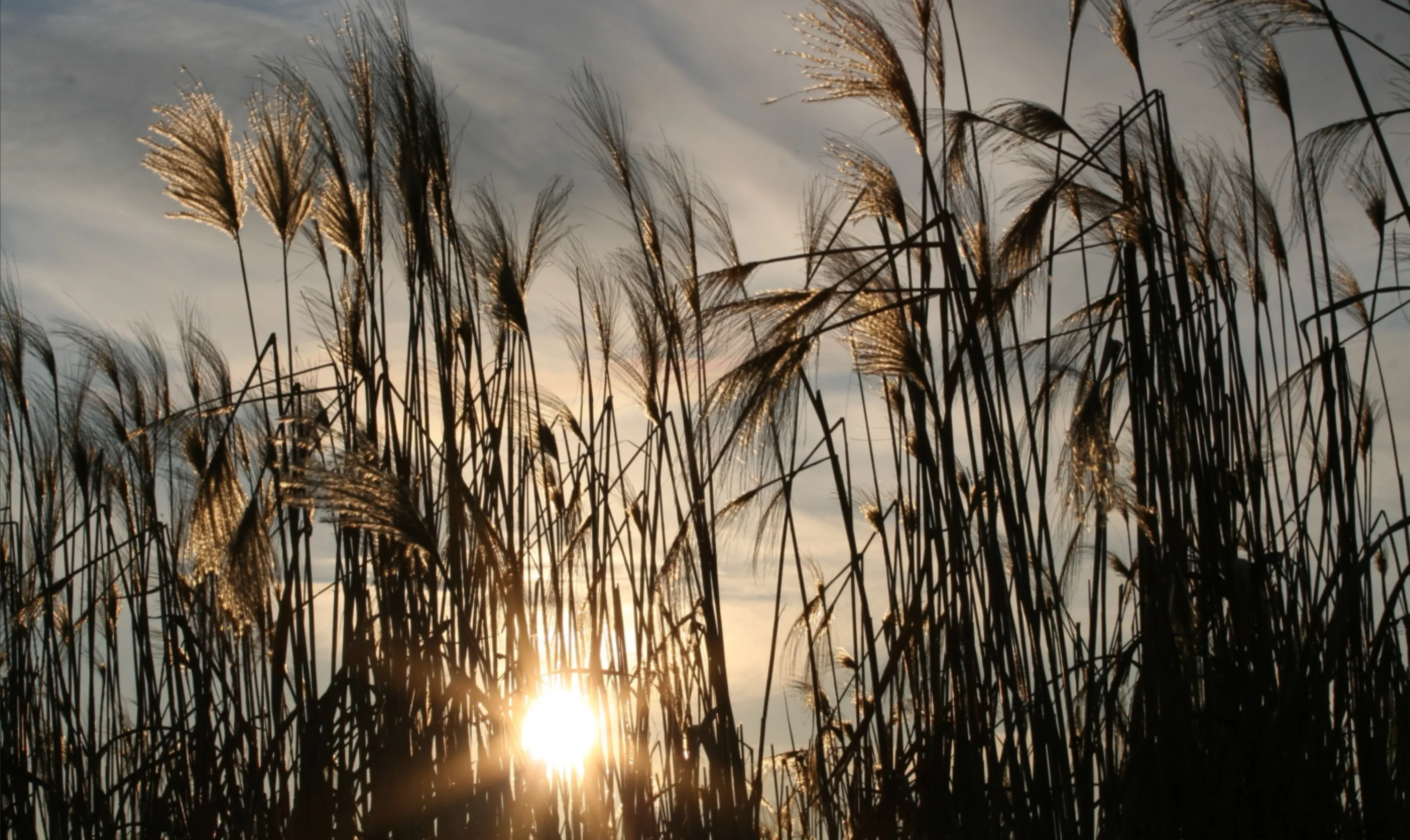 Sunset Through Seagrass