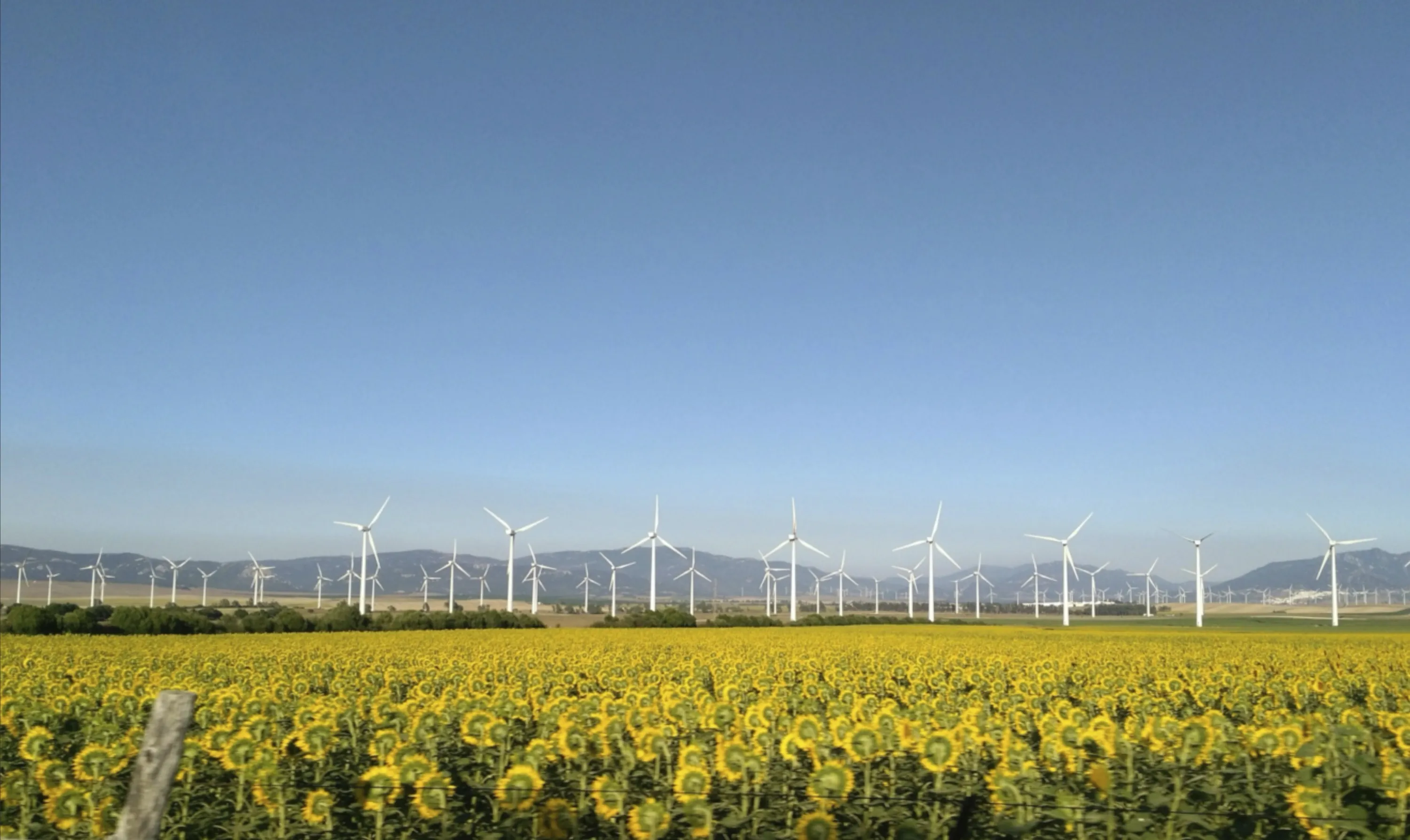 Wind and Sunflower Farm