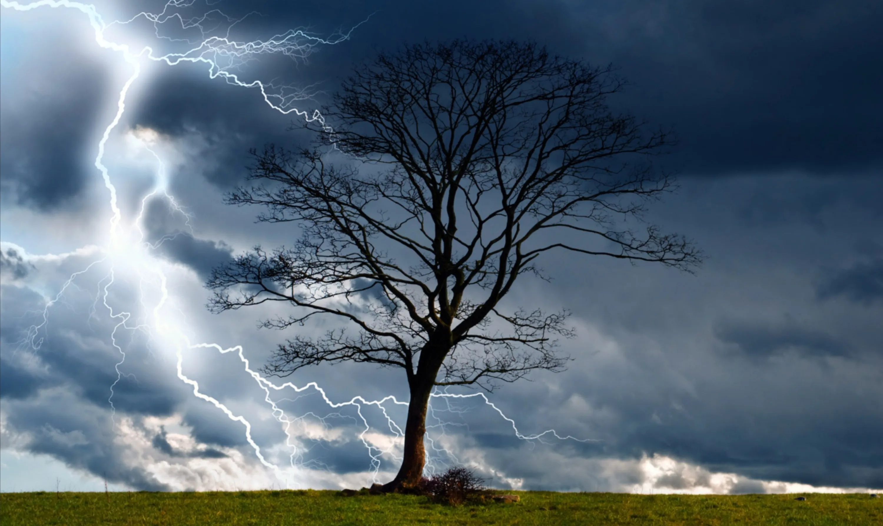 Tree During Lightning Storm
