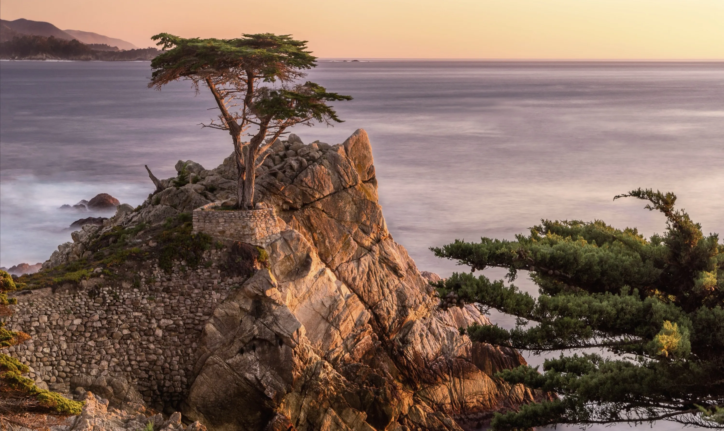 Tree Overlooking Sea