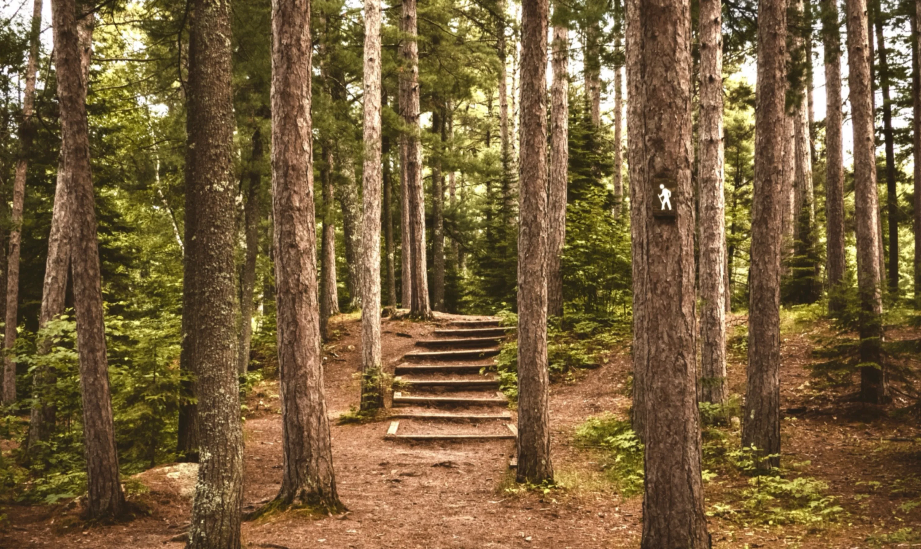 Path in Forest