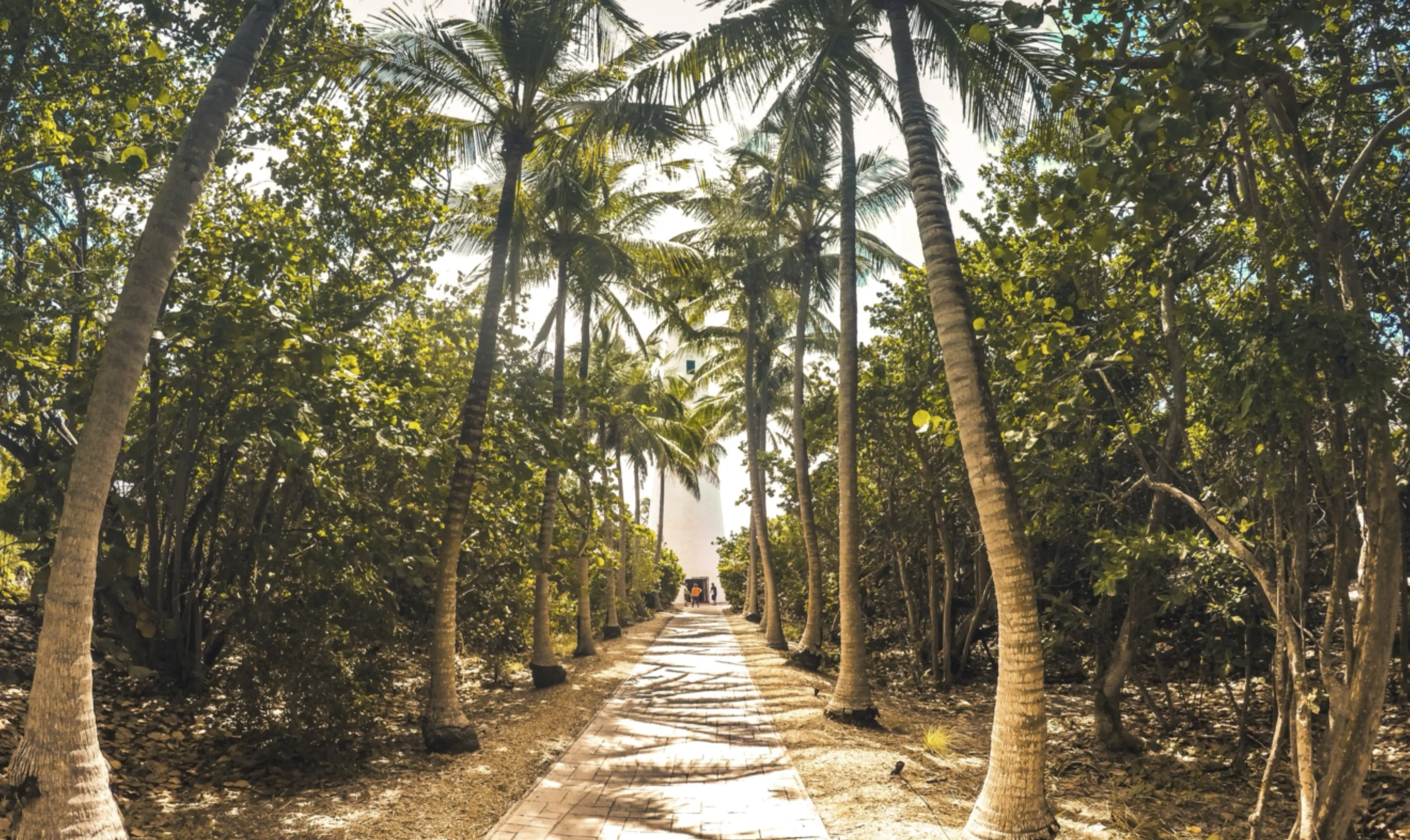 Palm Tree Lane