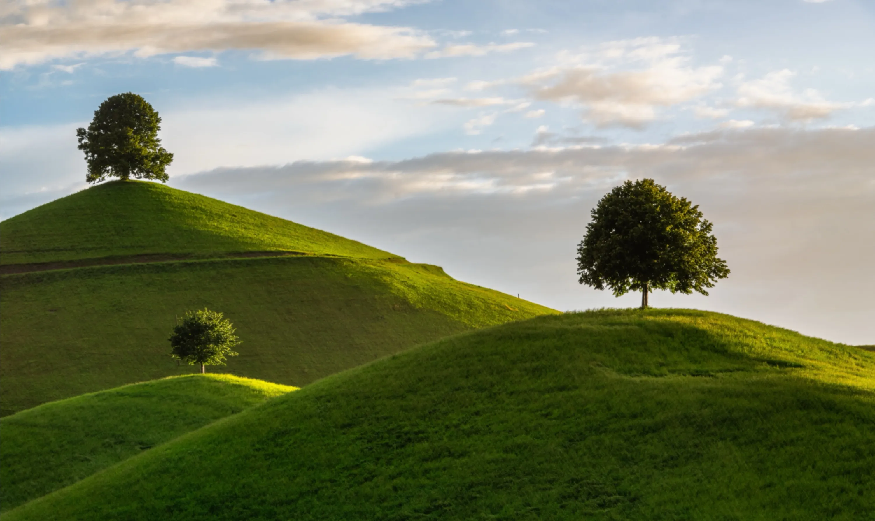 Three Trees on Mountain
