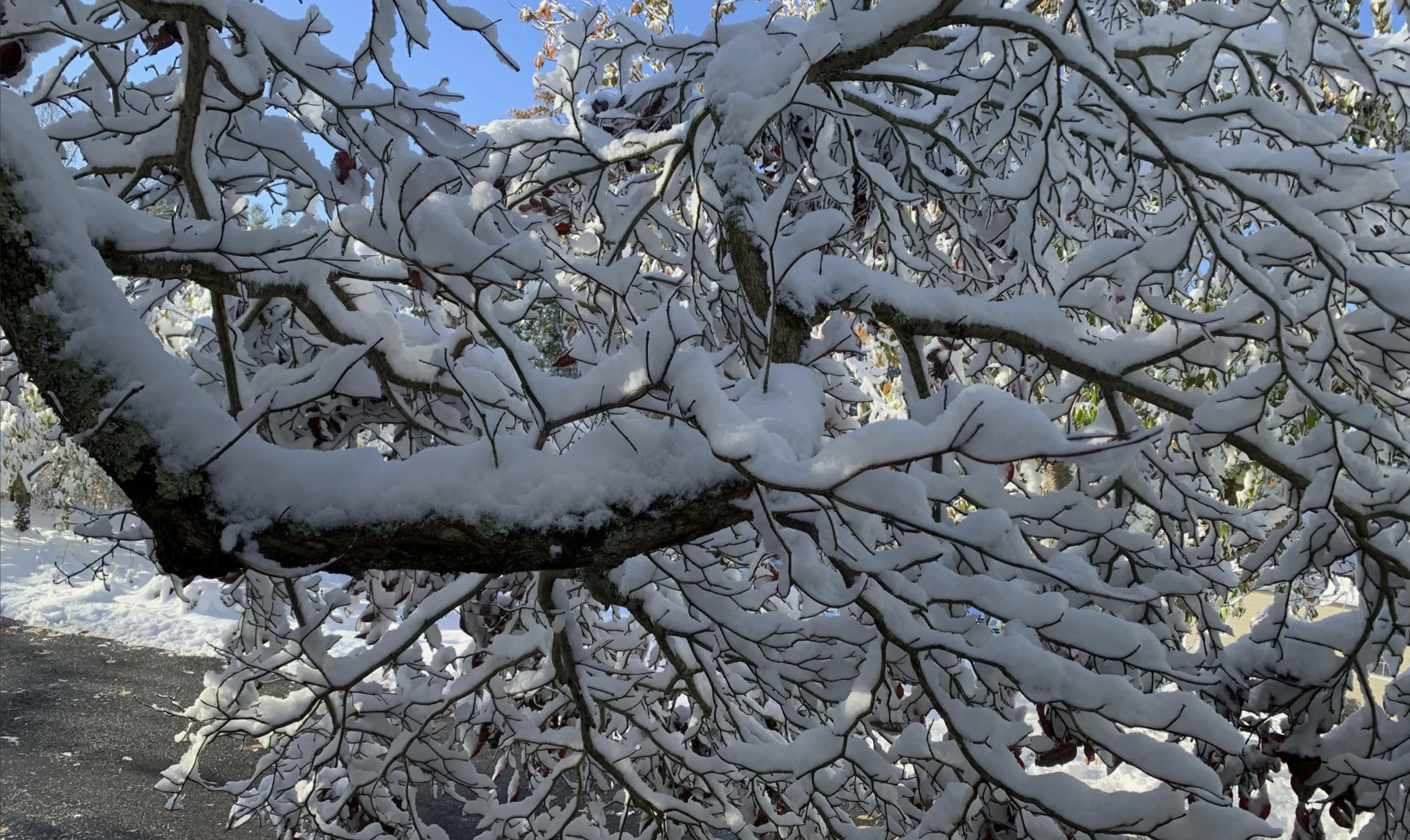 ”I Think it Snowed Last Night”