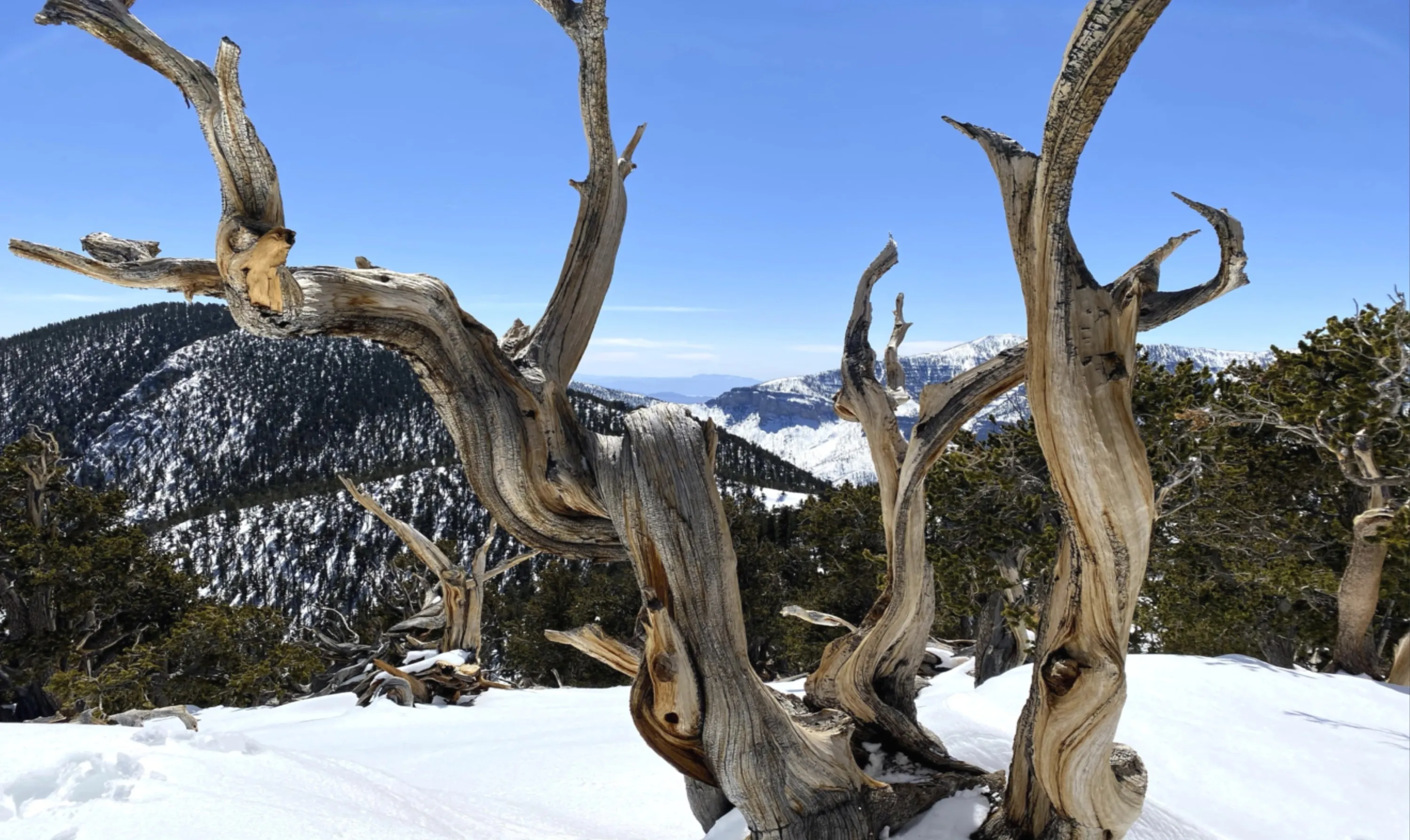 Nature‘s Sculpture, Mount Charleston, Nevada
