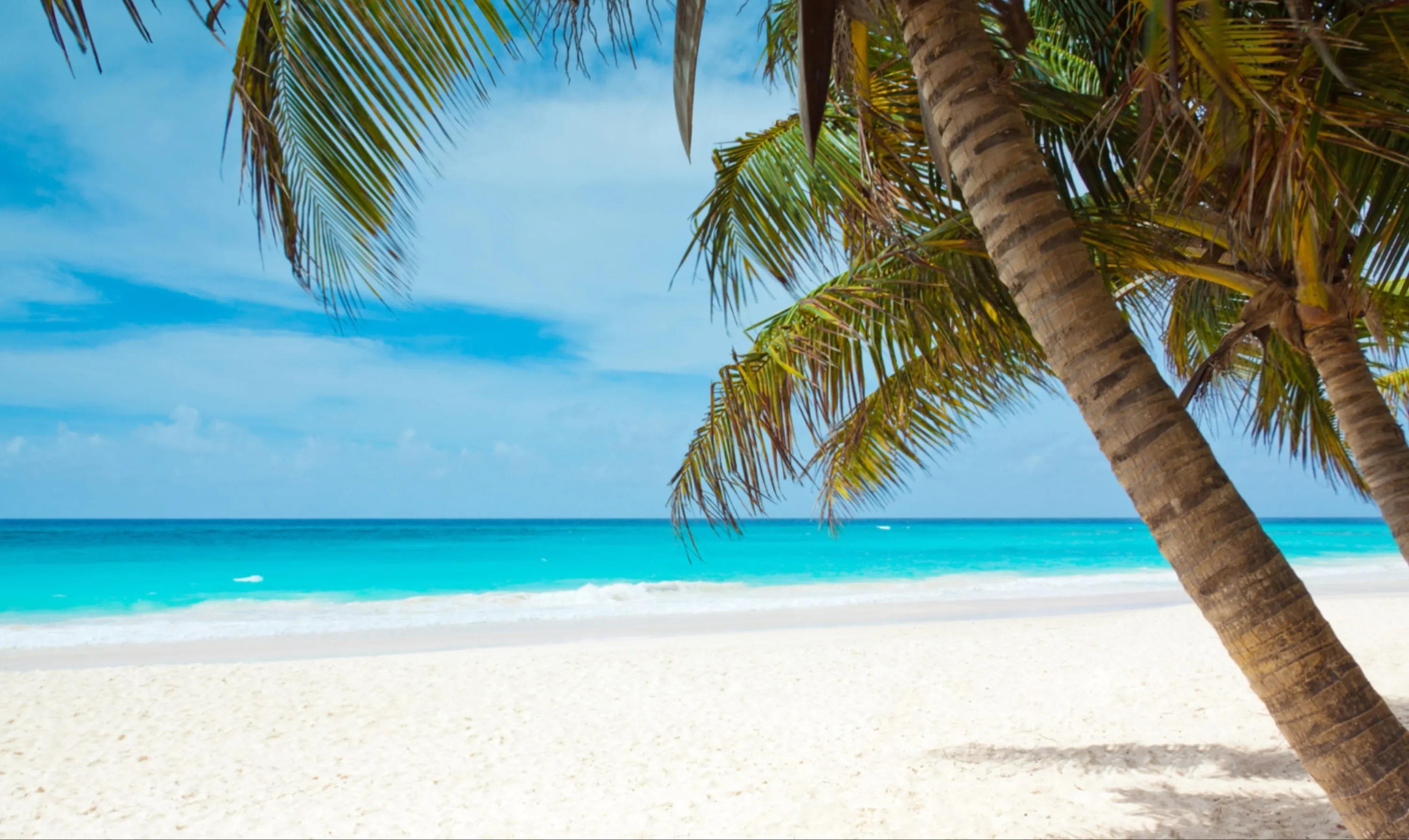 Tropical Paradise