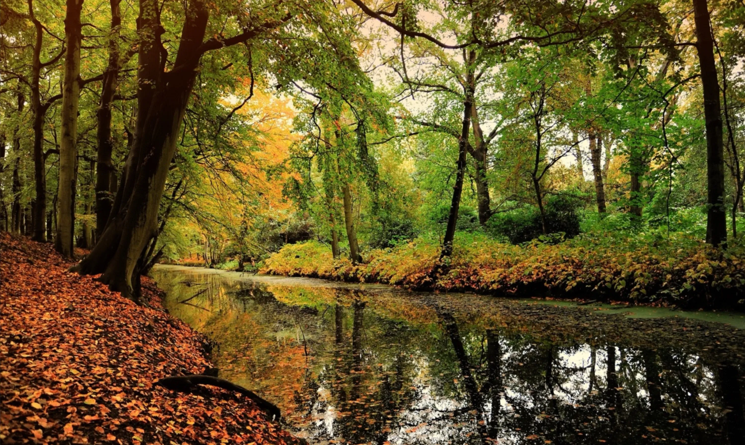 Deep Forest Stream