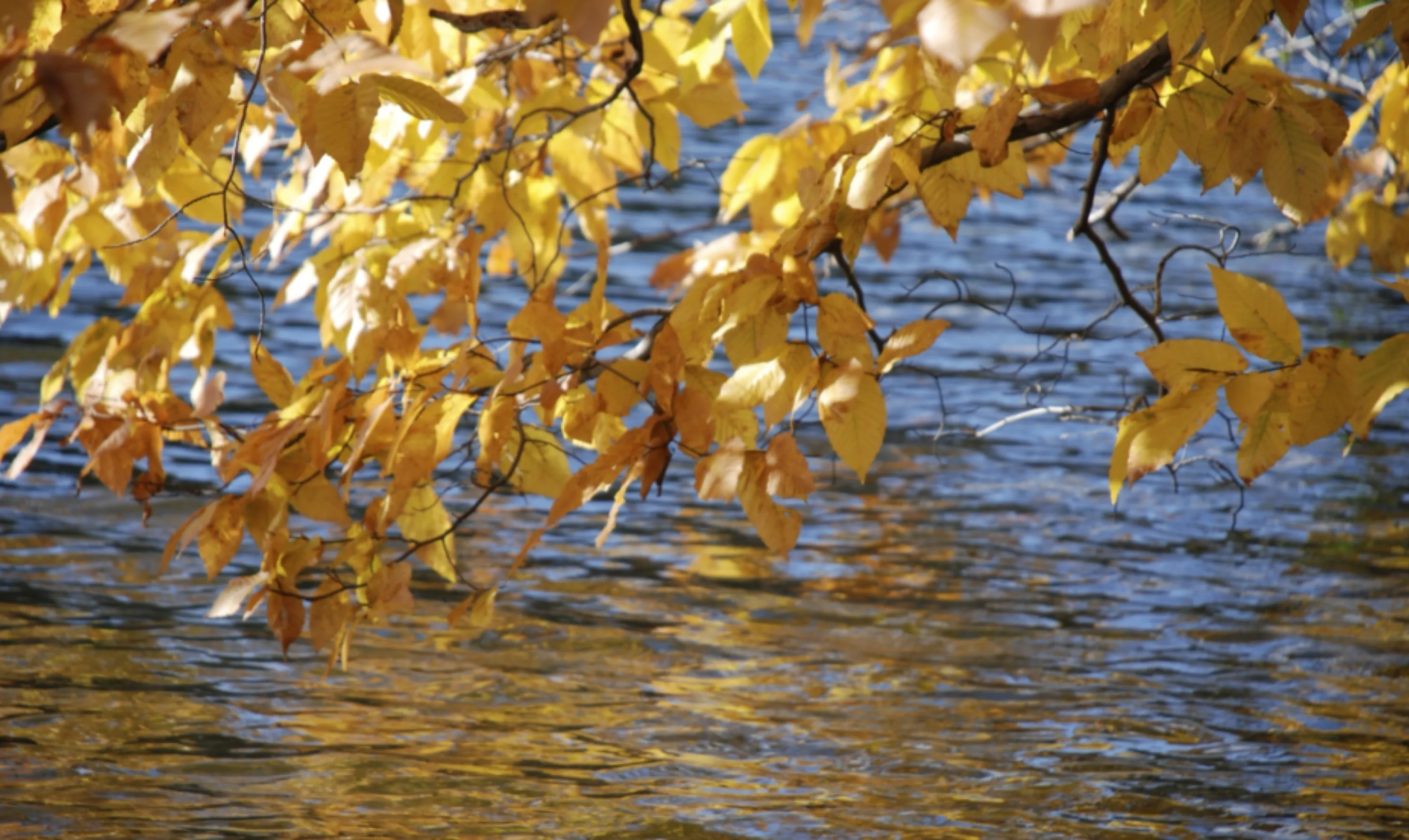 Golden Leaves and Water
