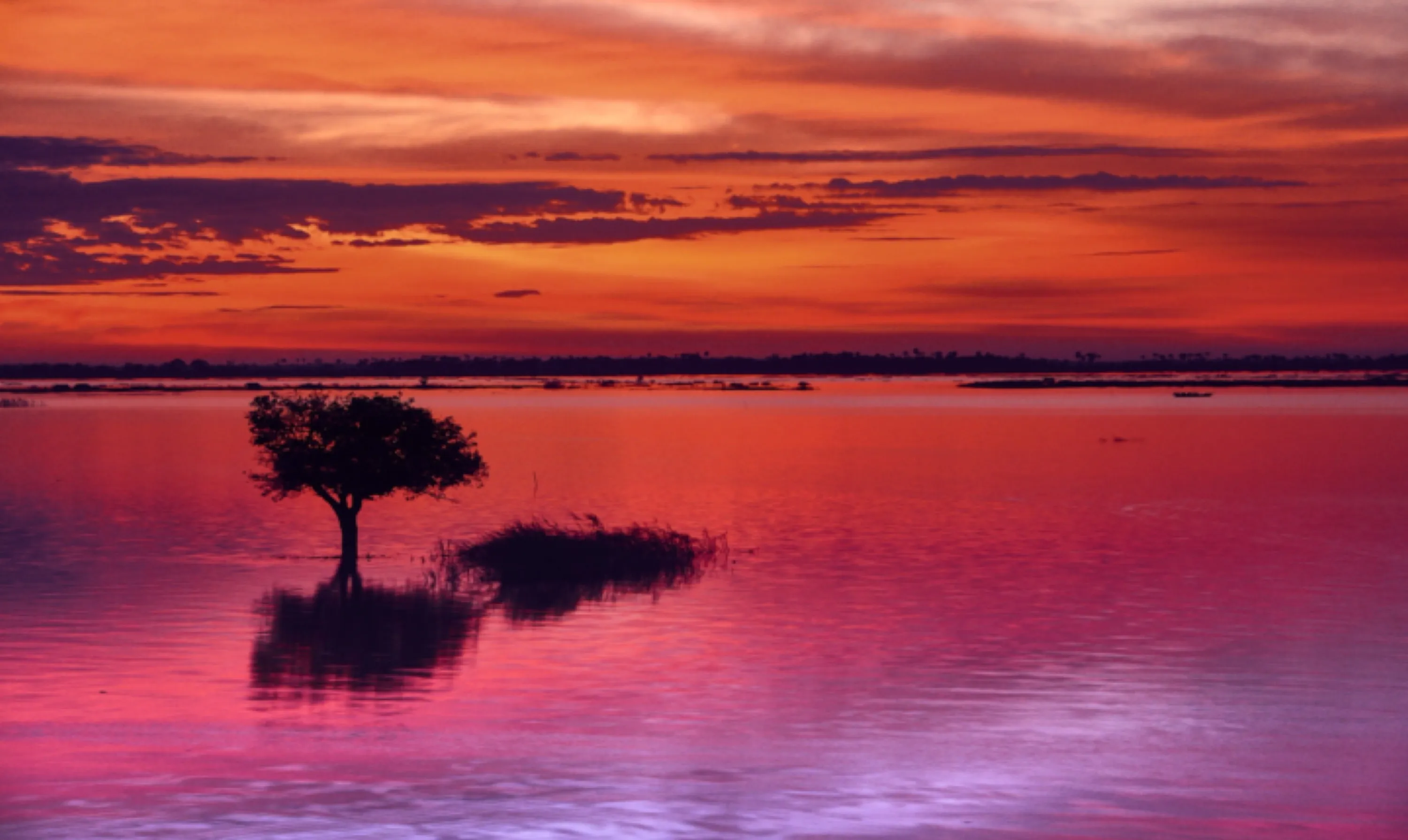 Tree Reflection in Lake at Sunset