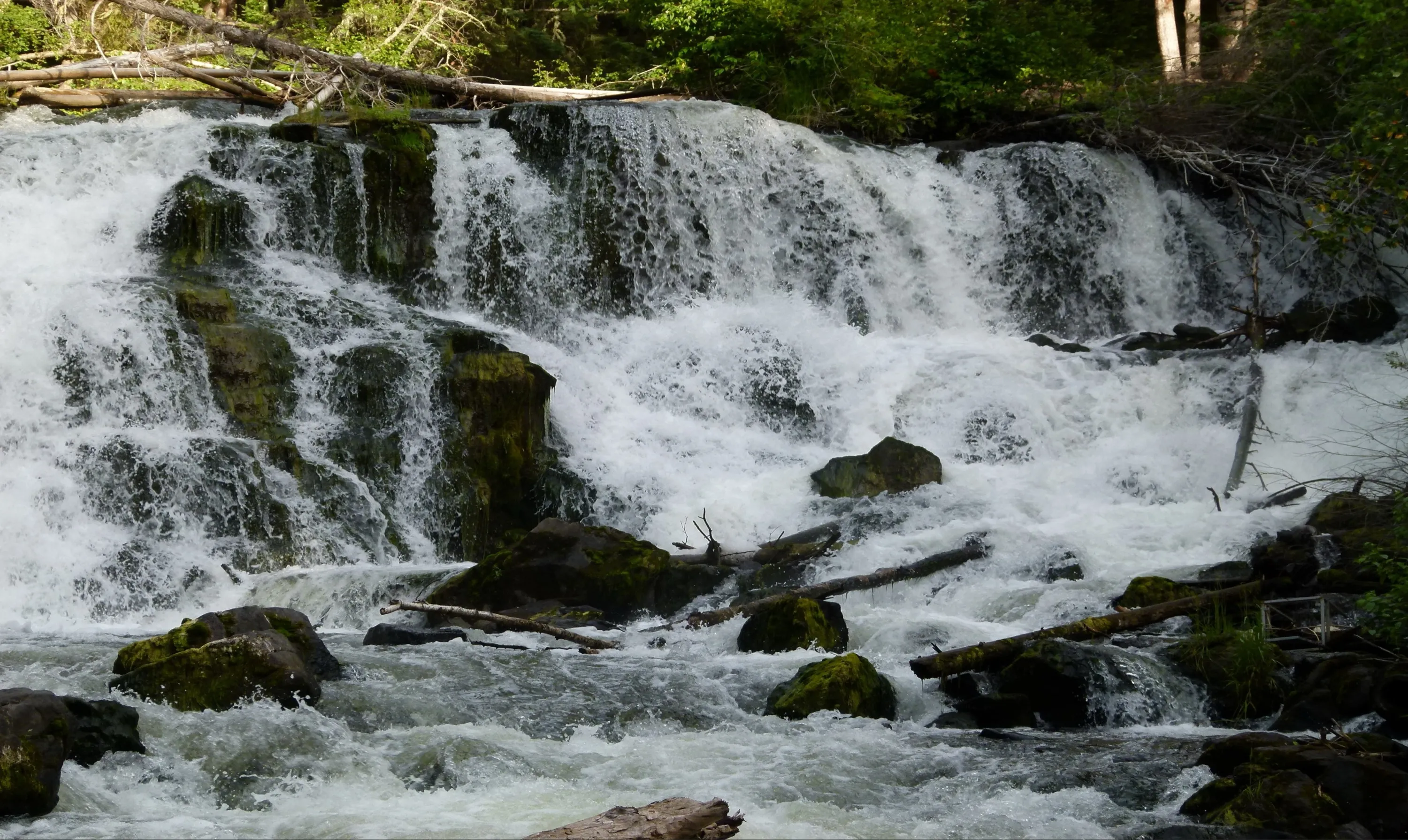 Forest Waterfall