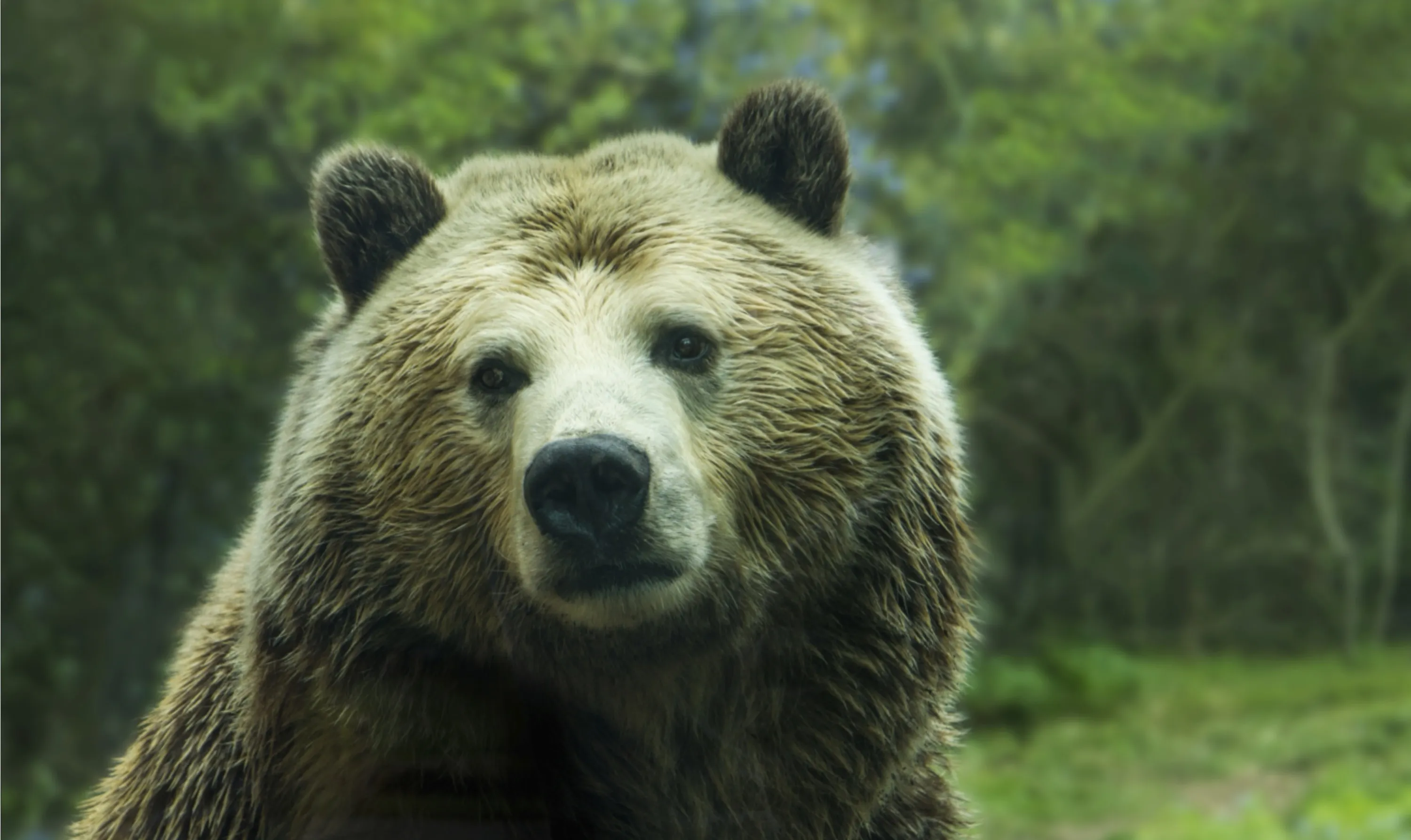 Brown Bear