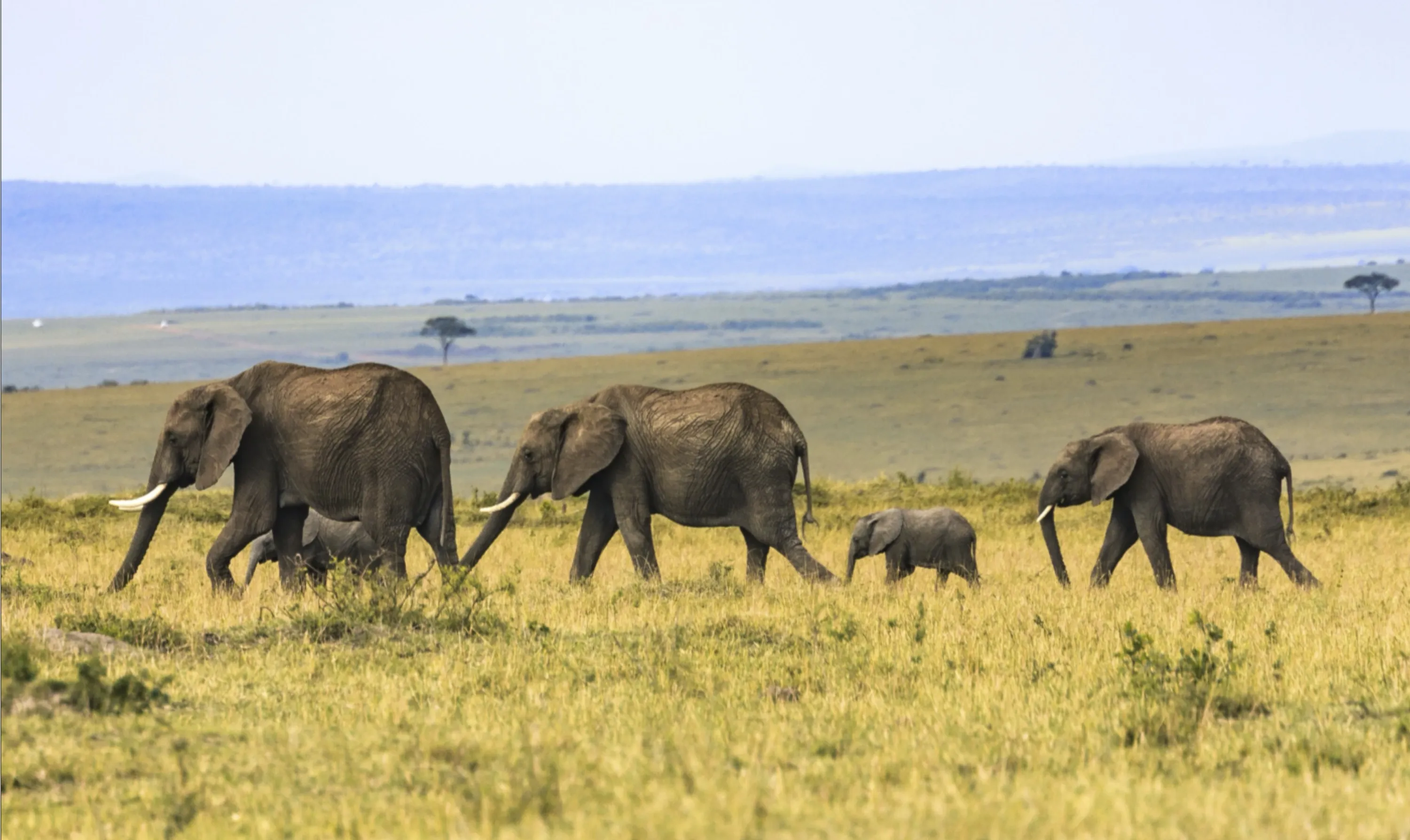 Elephant Family