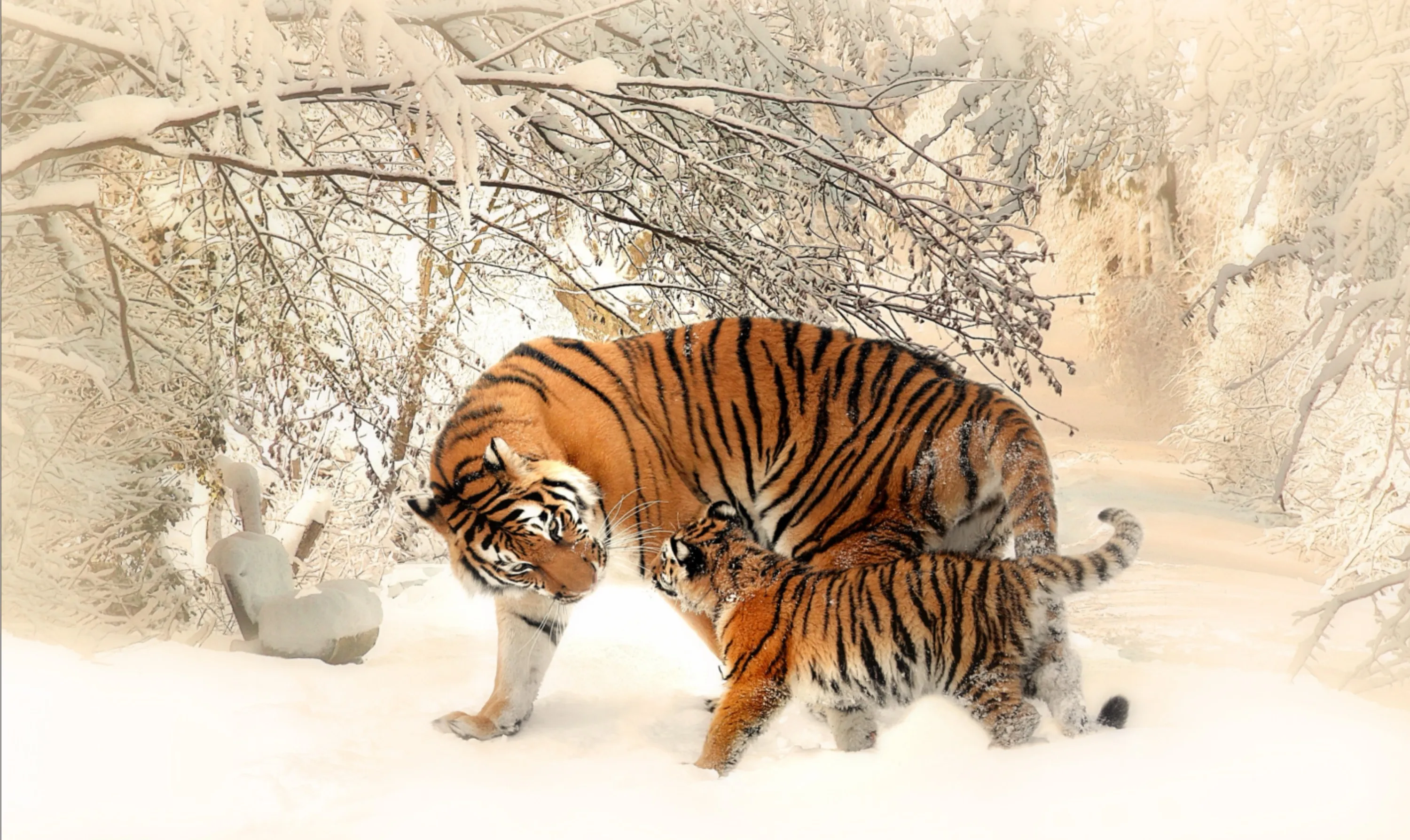 Tiger and Cub in Winter