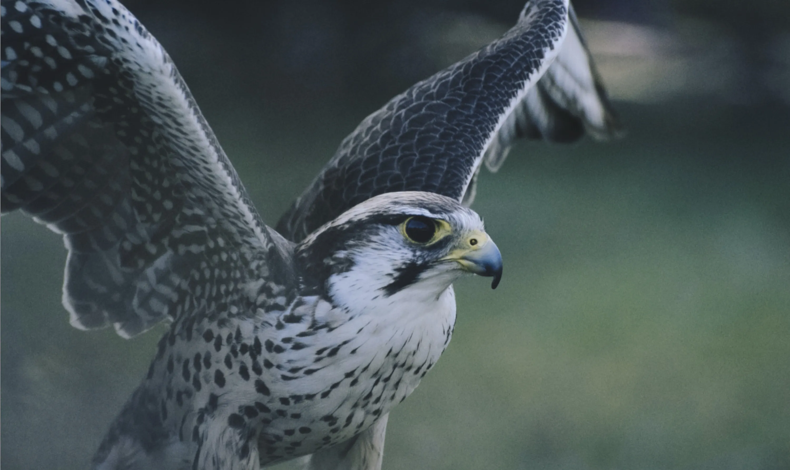 Blue Eagle