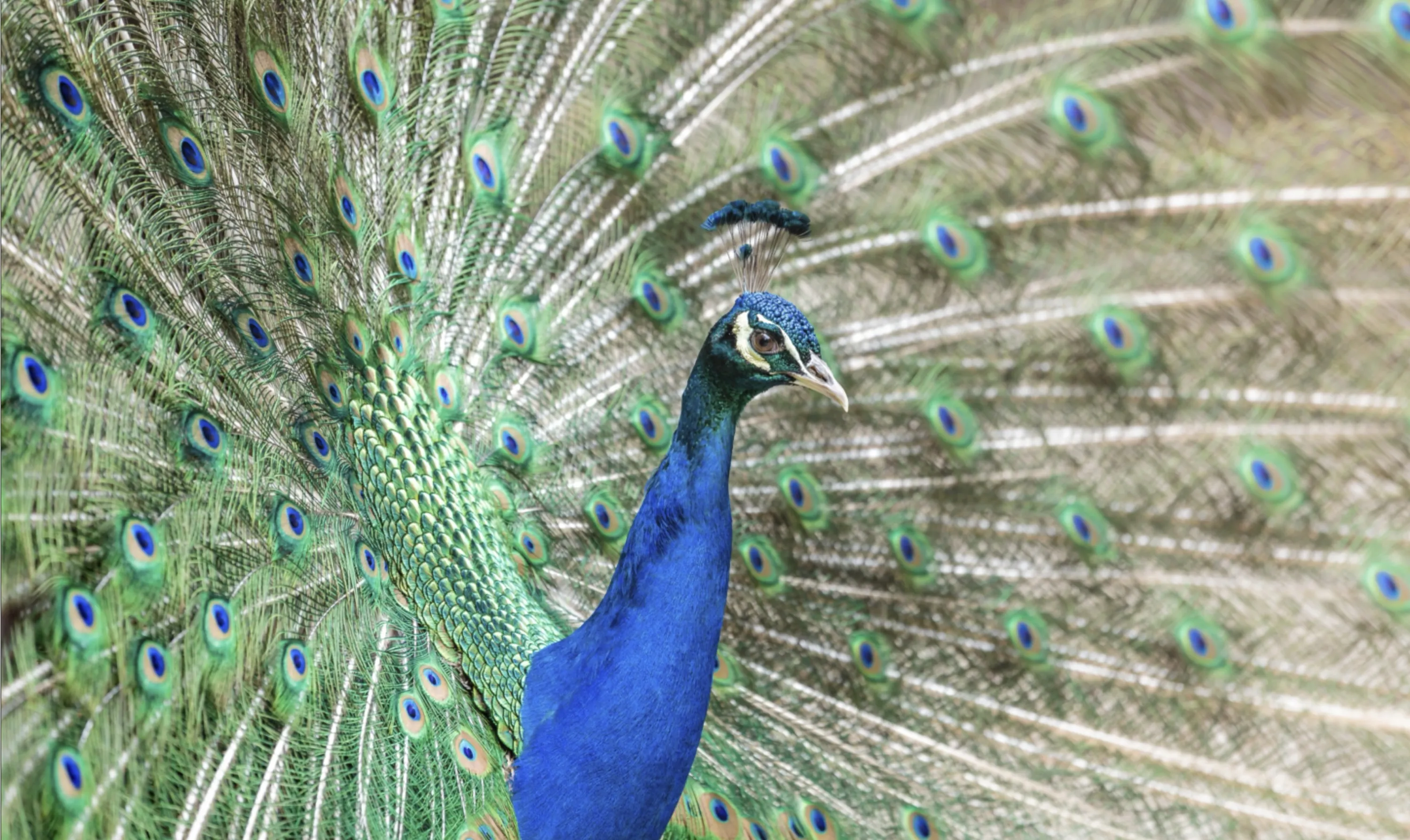 Peacock