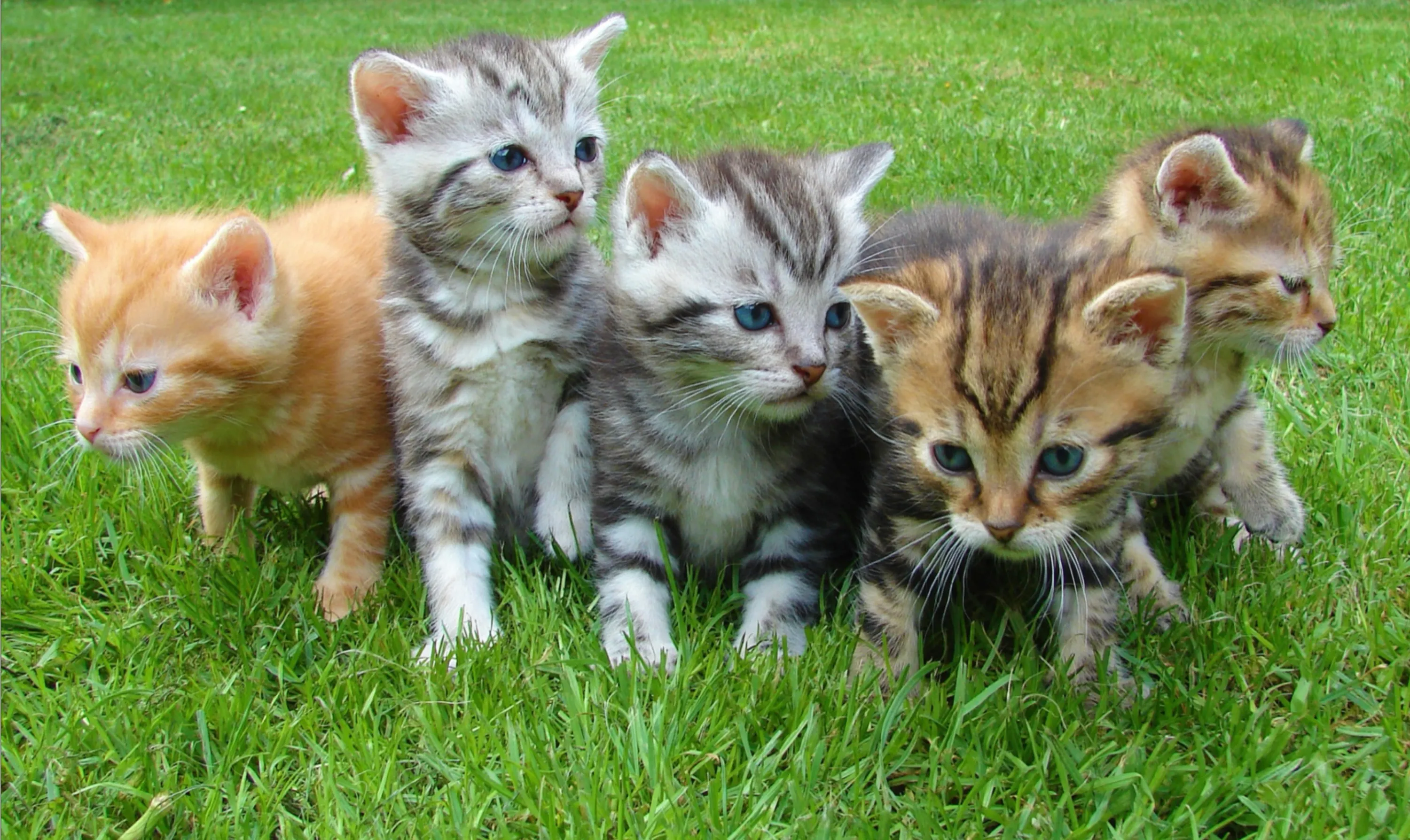 Five Kittens