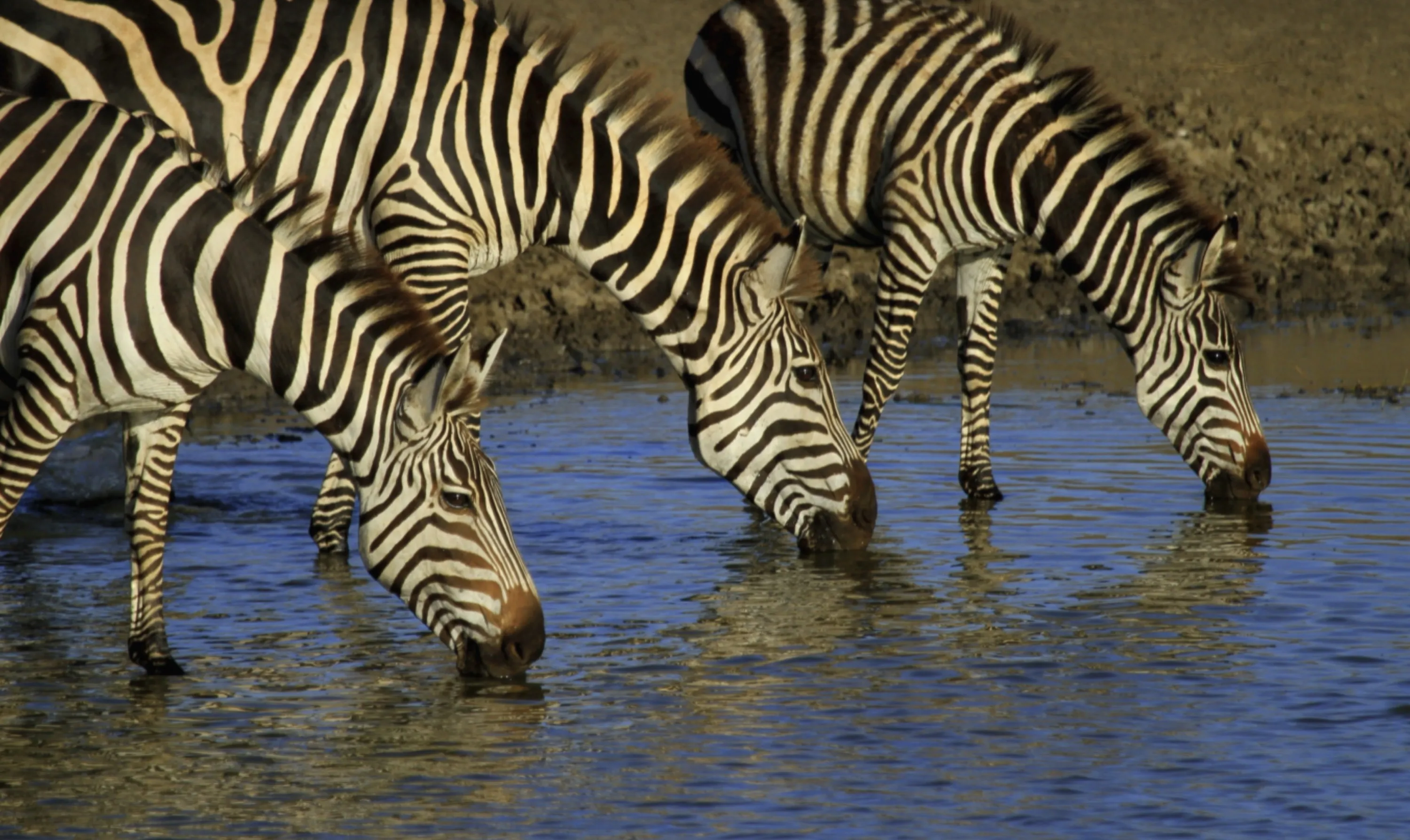 Three Zebras