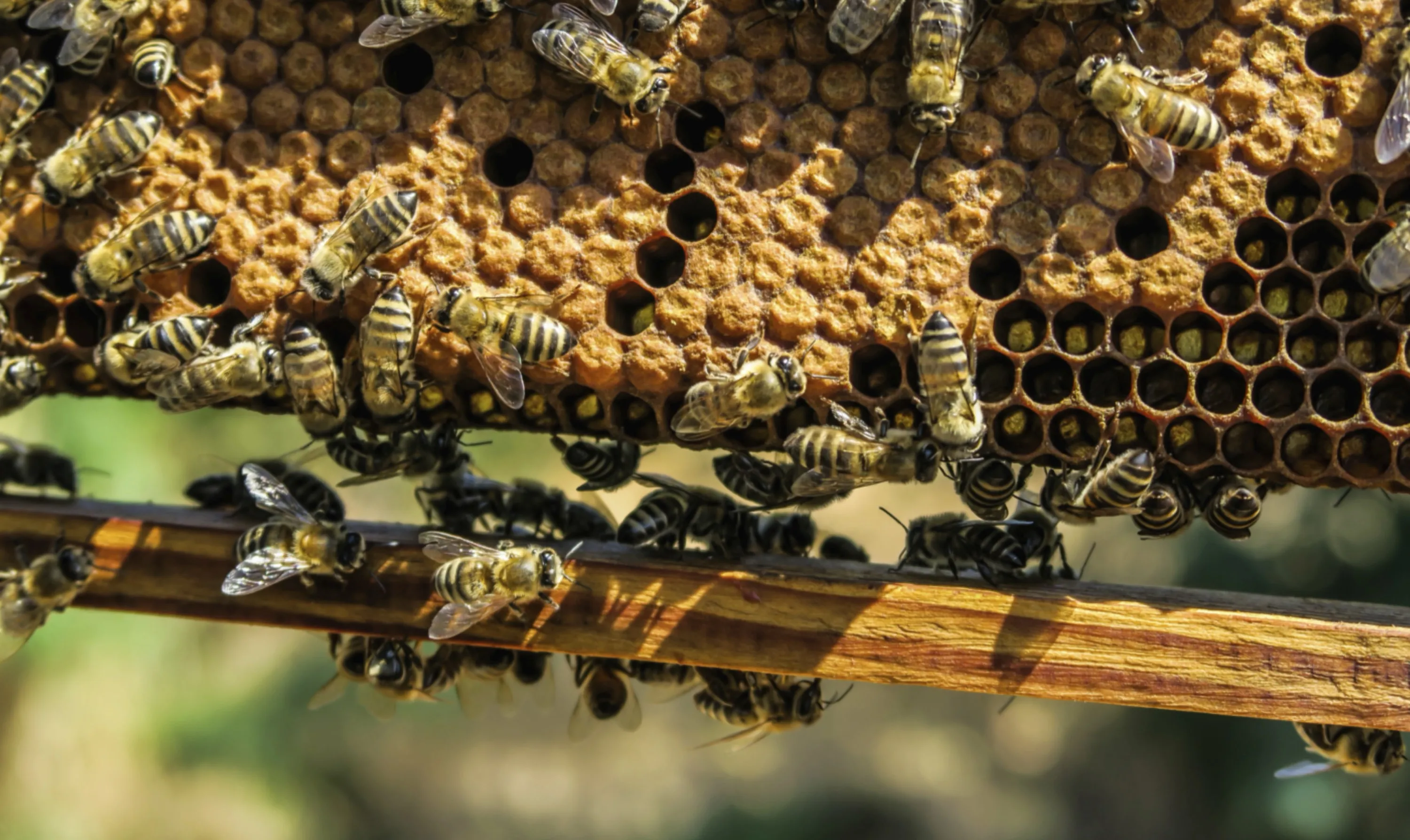 Busy Bees
