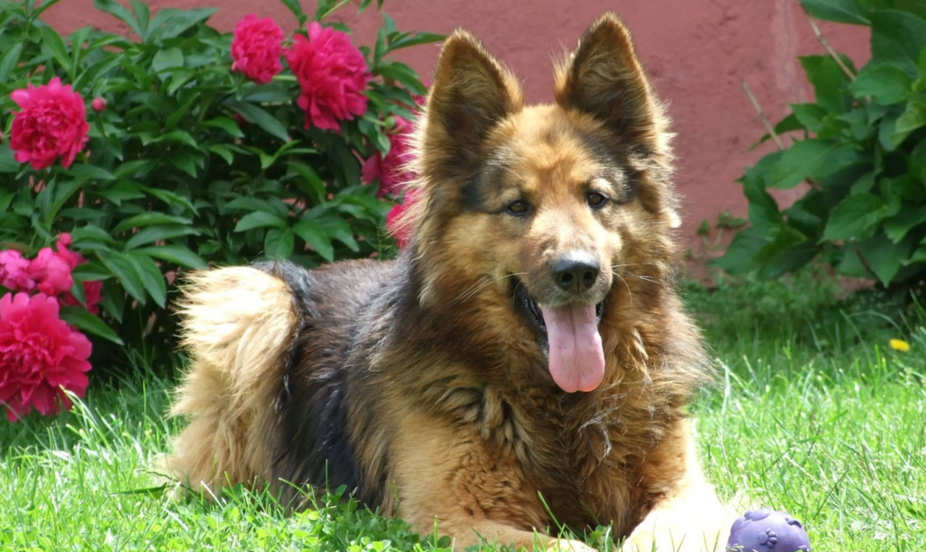 German Shepherd