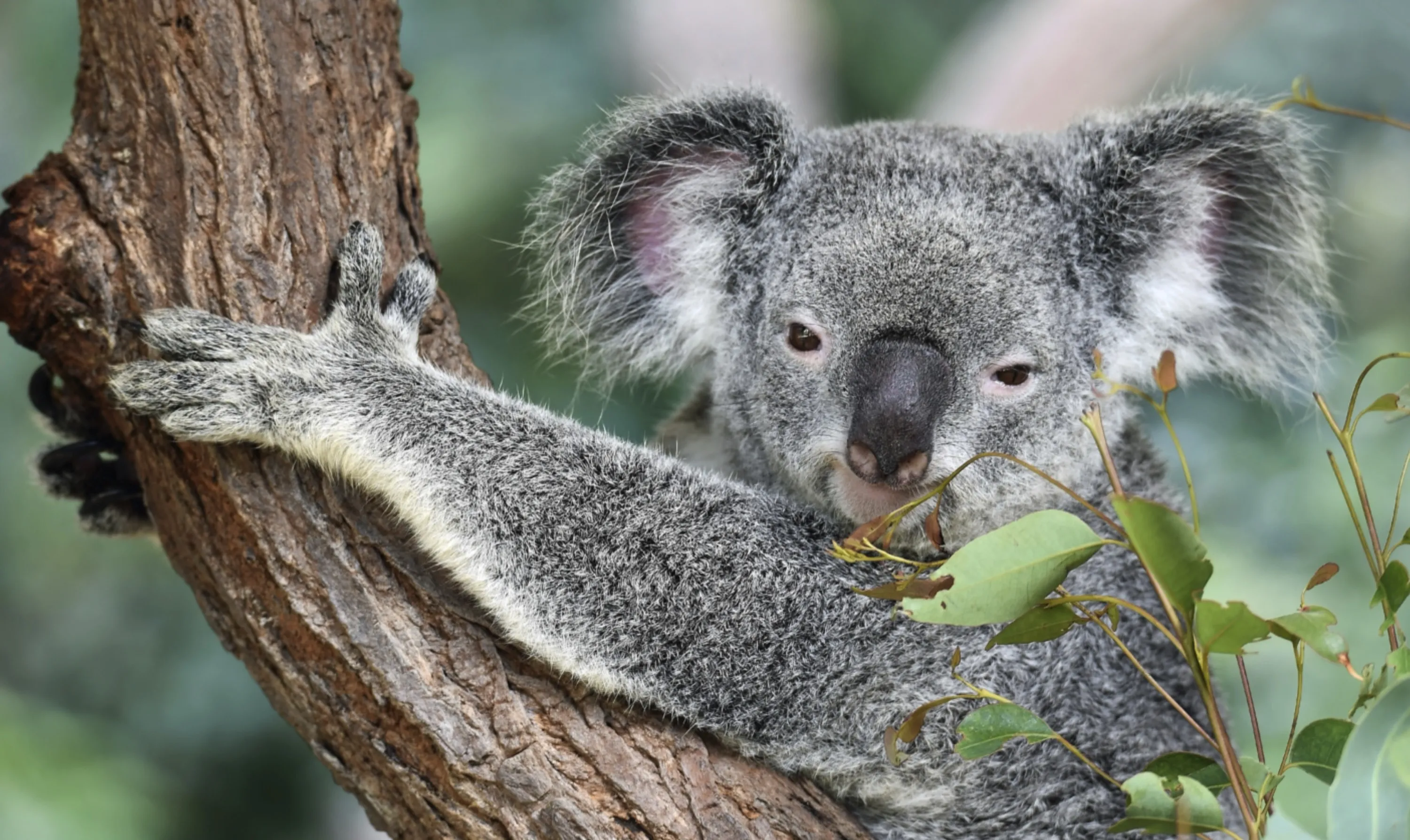 Koala Bear