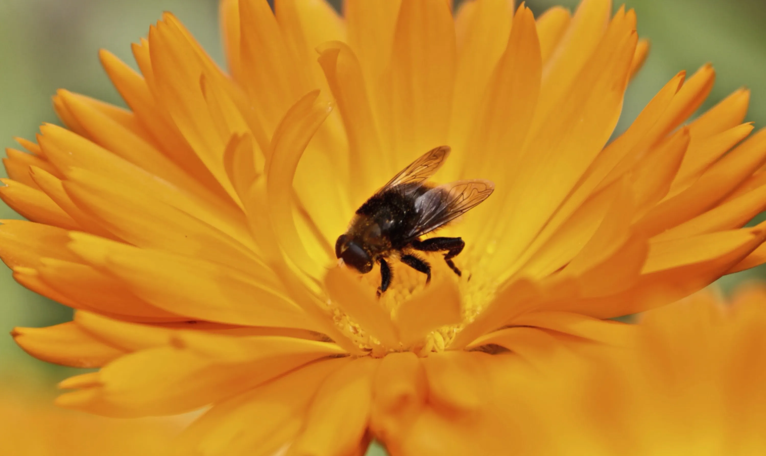 Bee Gathering Nectar and Pollen