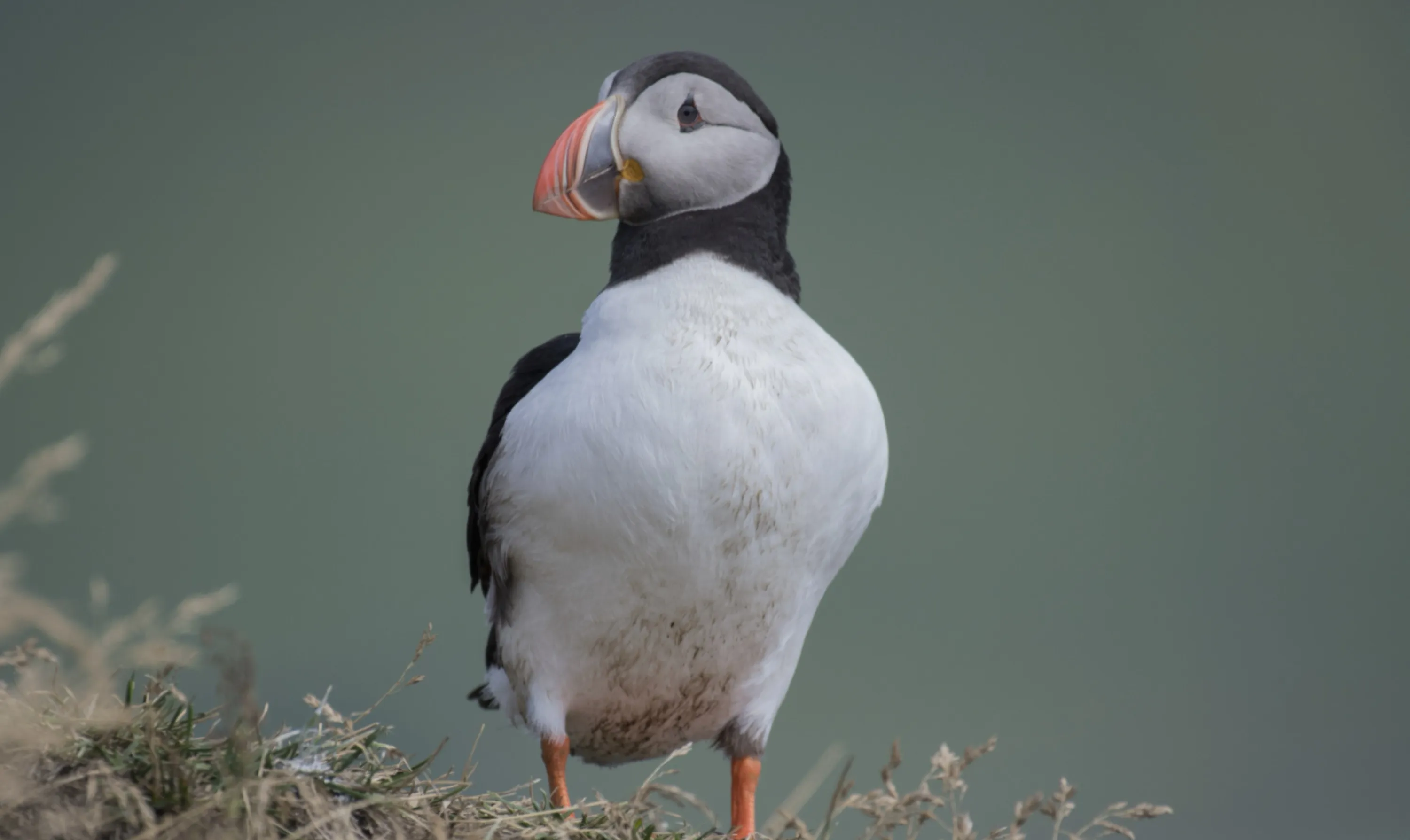 Icelandic Puffin