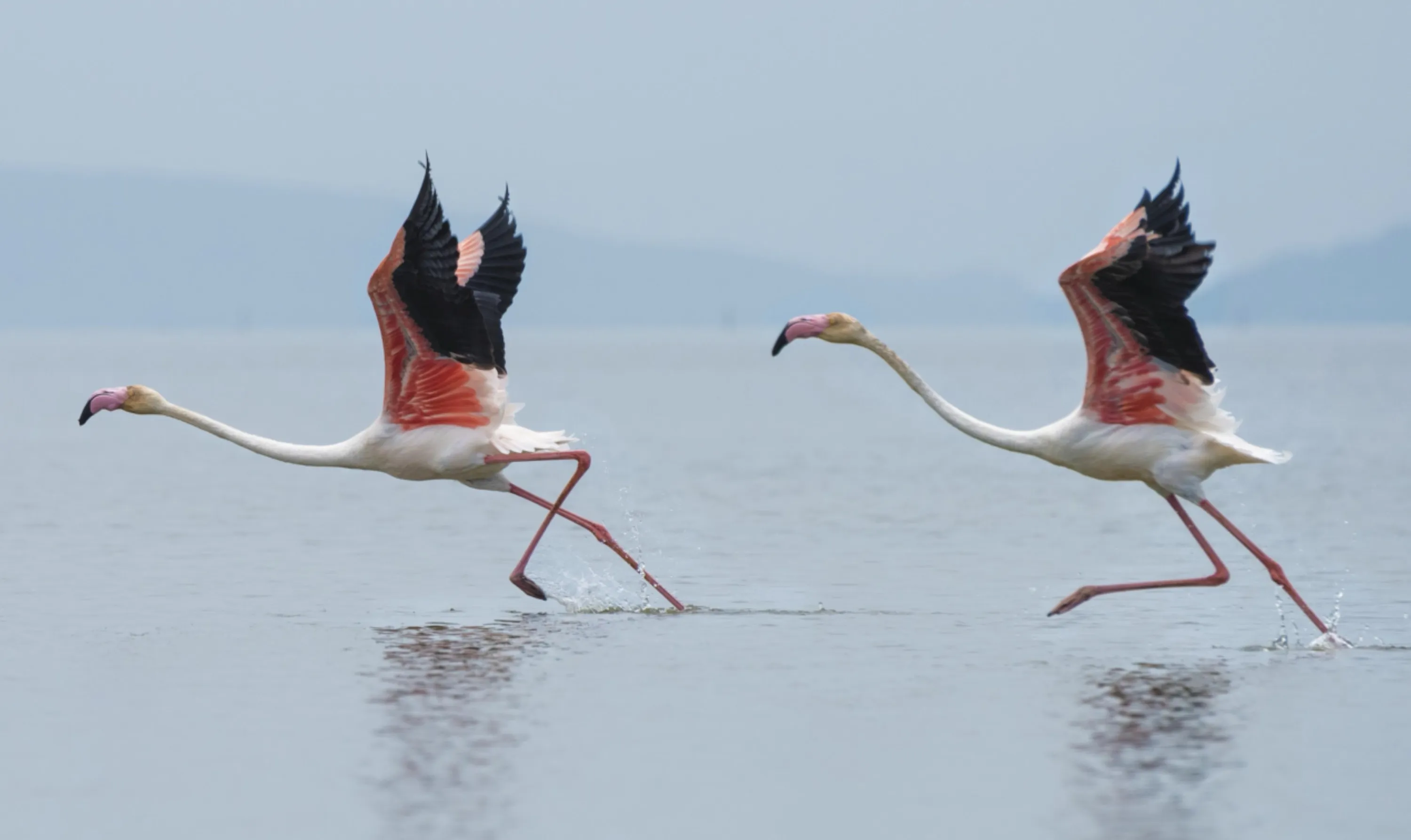 Longneck Cranes