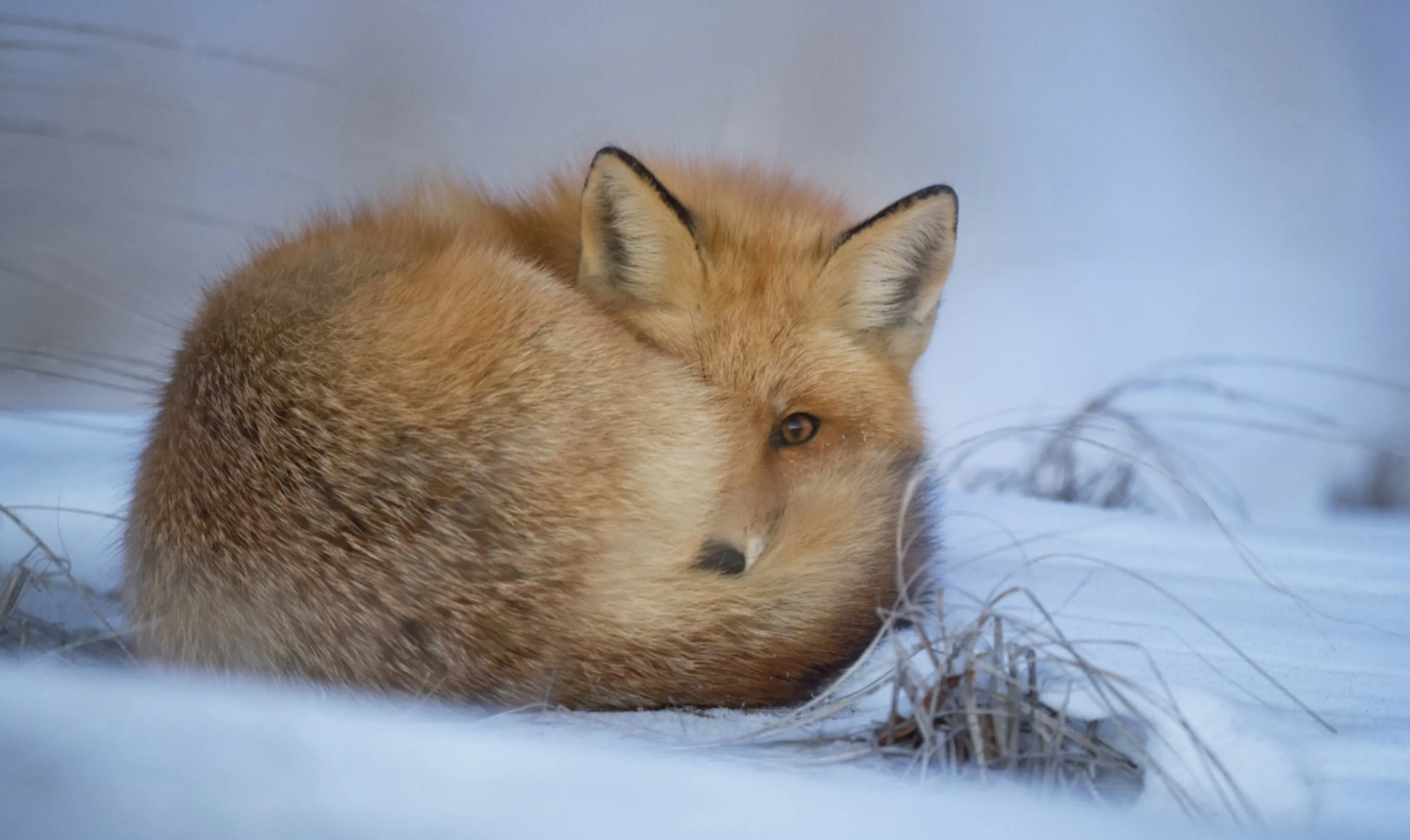 Red Fox in Snow