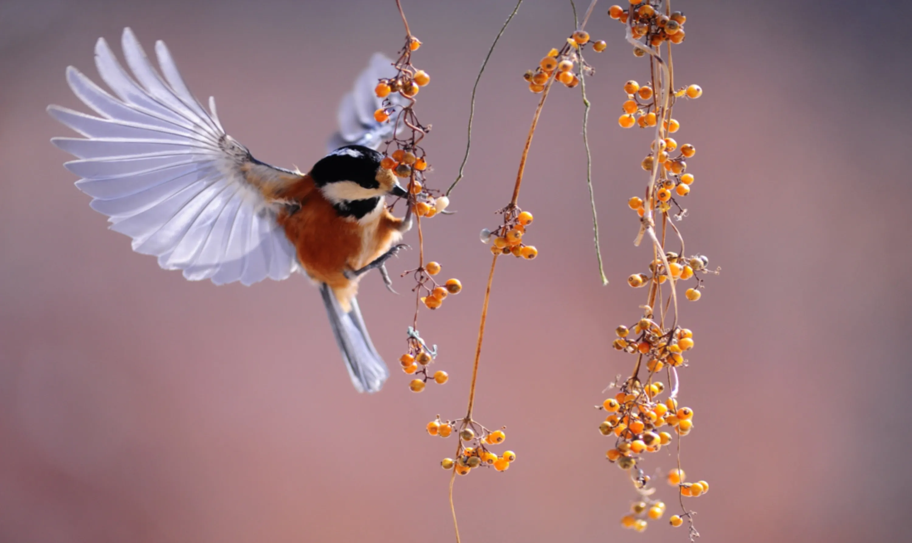 Hummingbird Feasting on Fruit