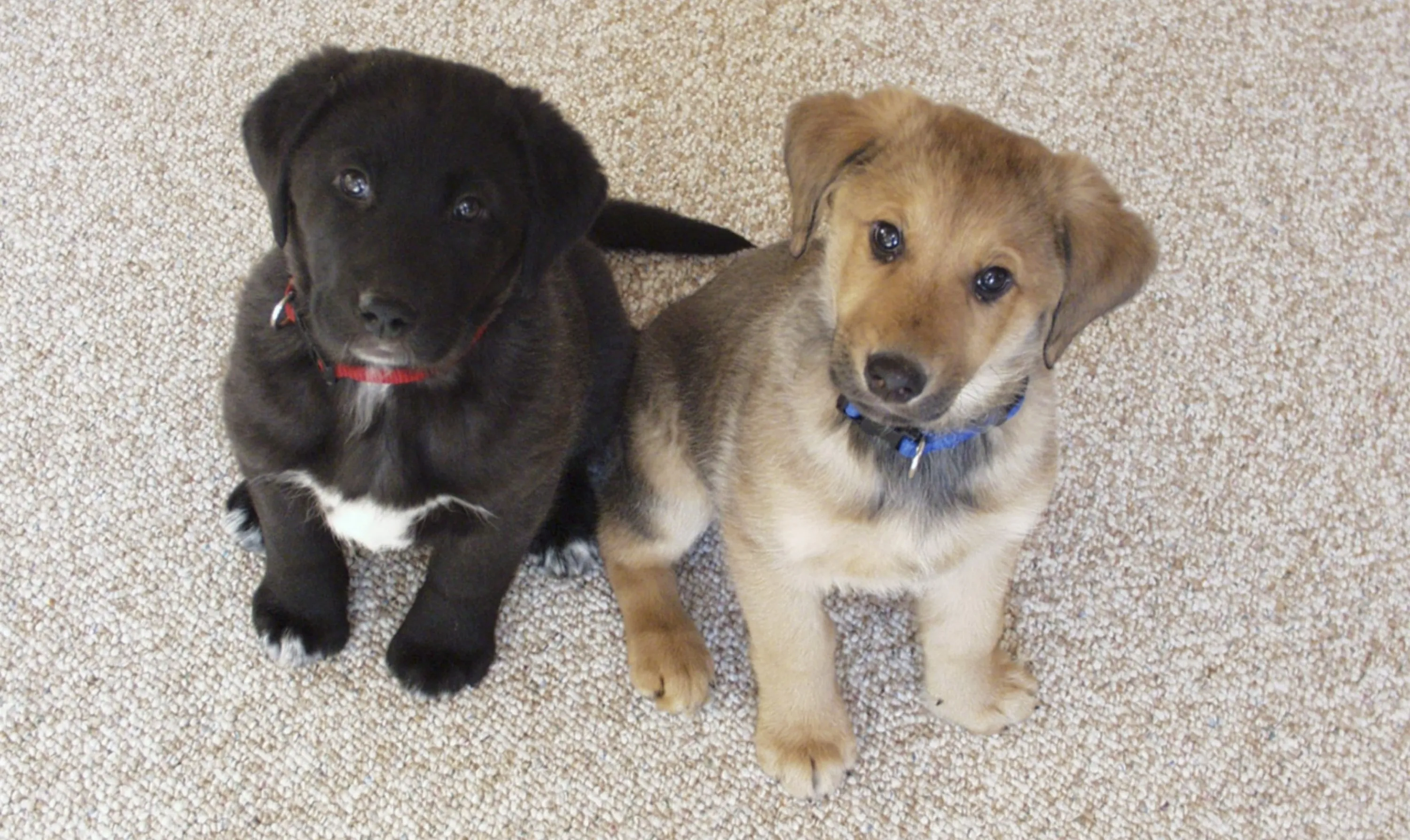 Labrador Puppies