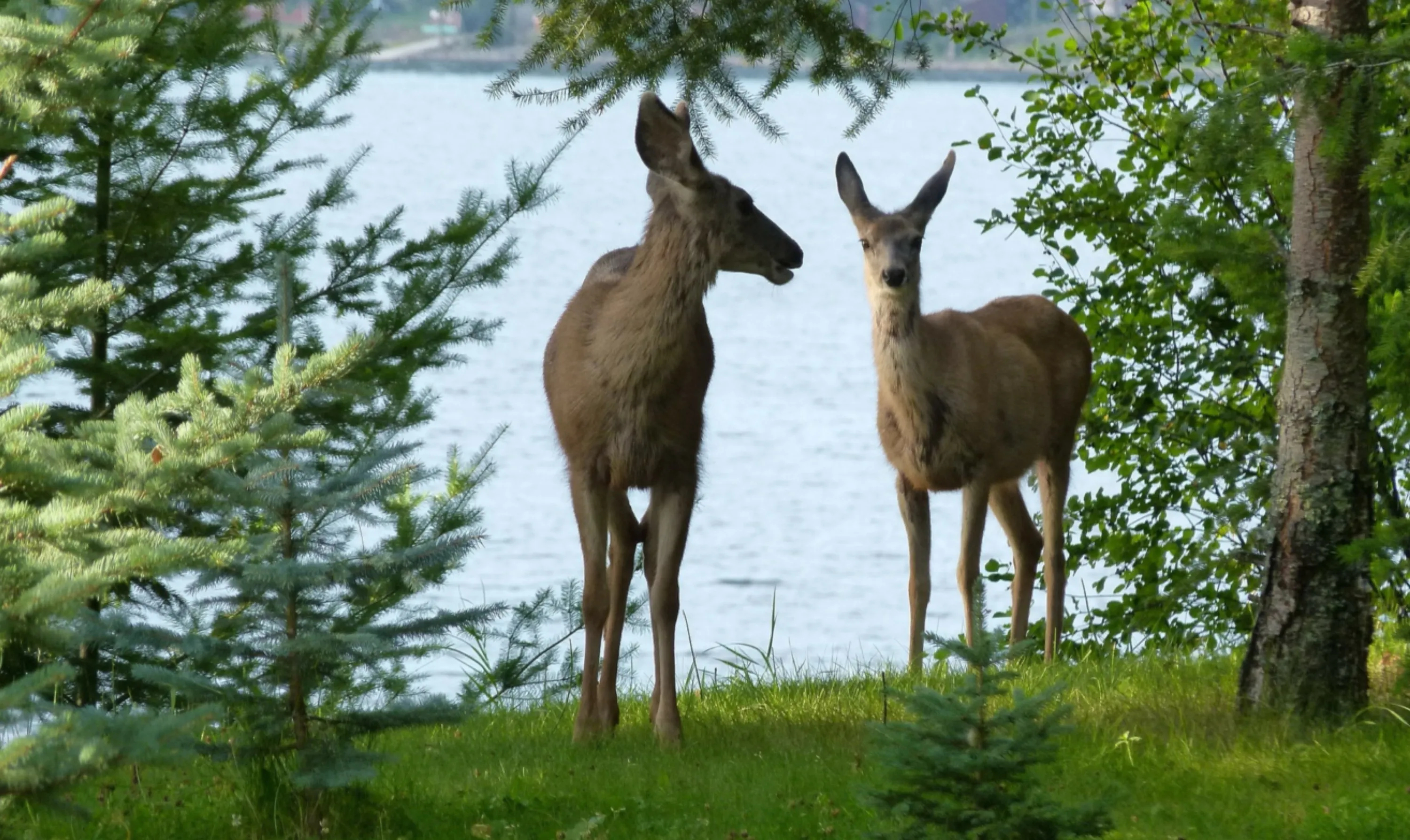 Two Deer at Lake