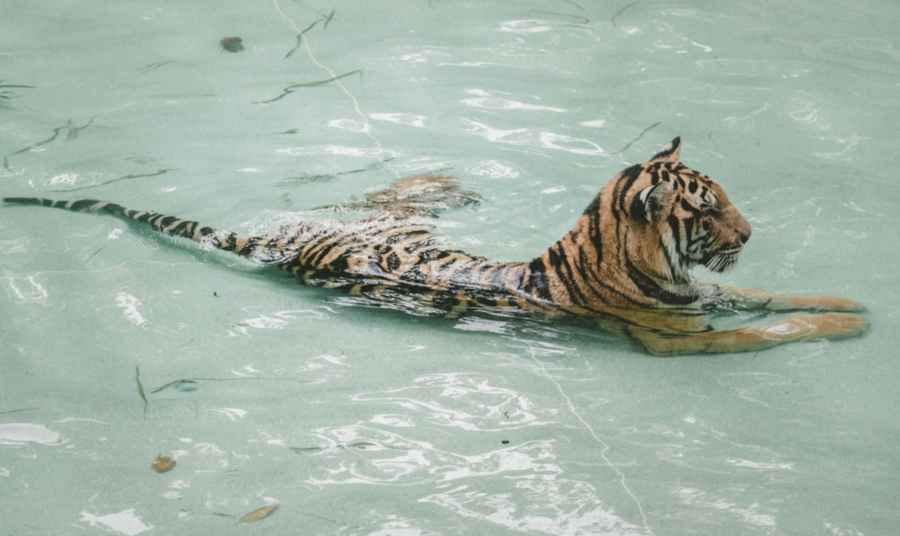Tiger Cooling Off