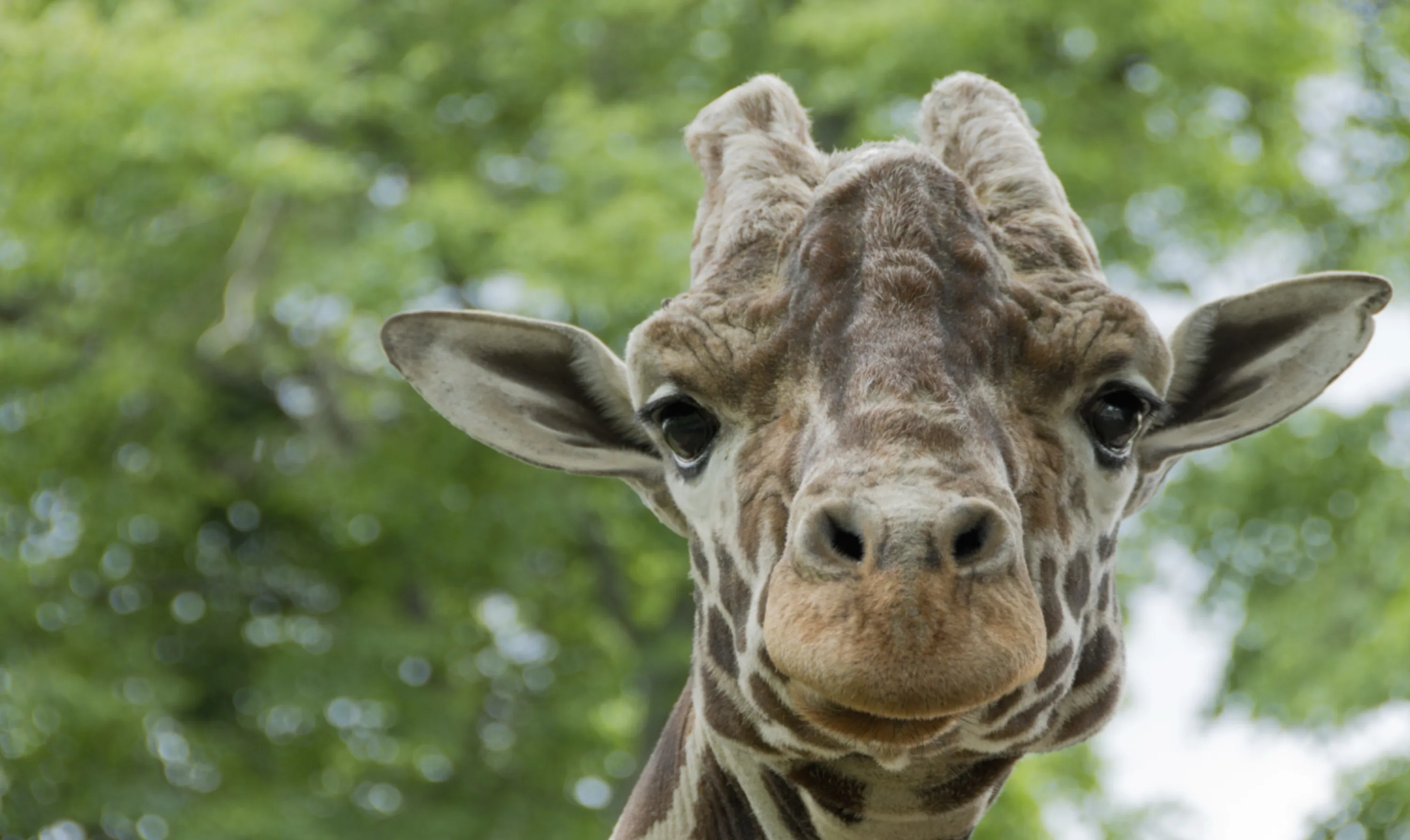 Portrait of a Giraffe