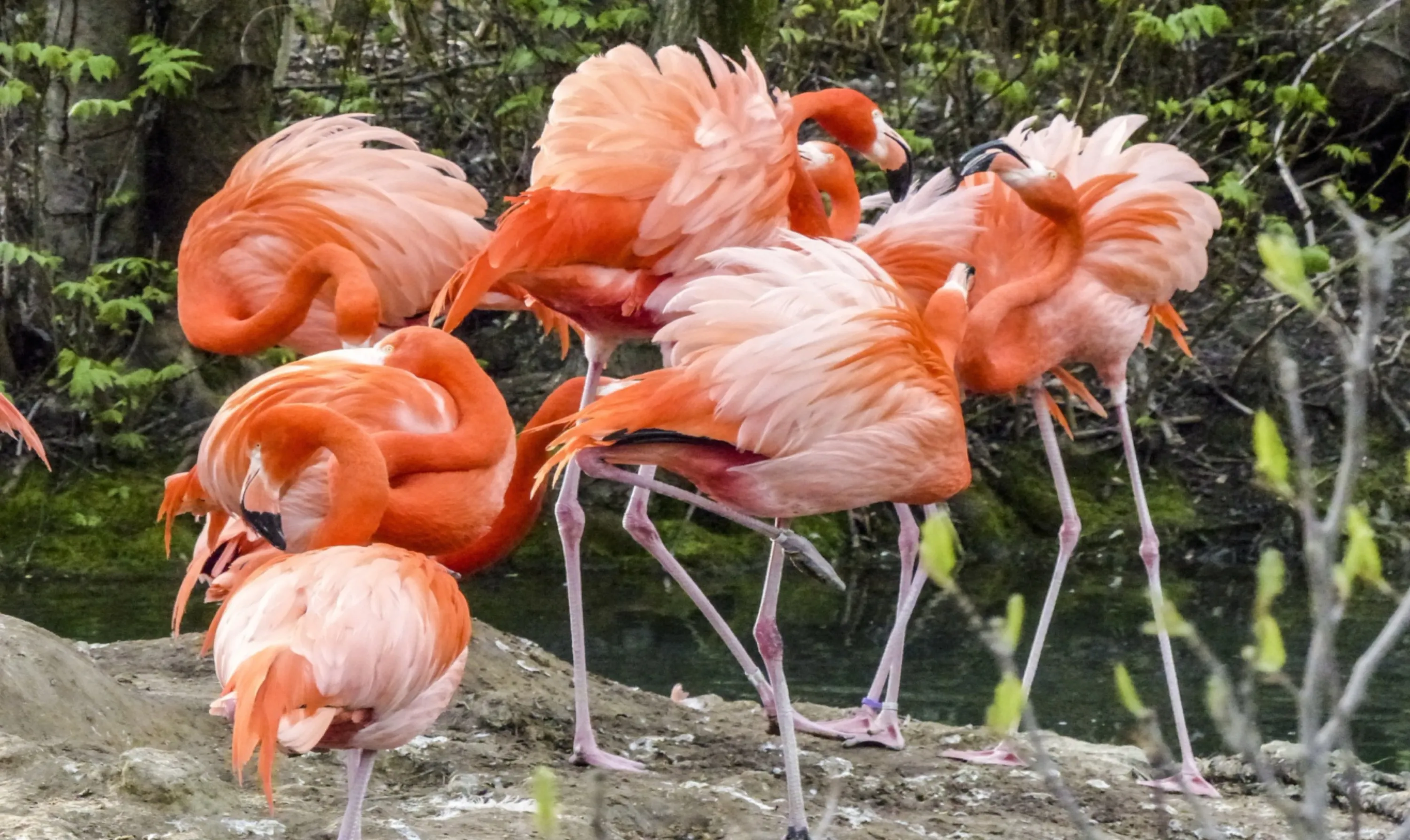 Pink Flamingos