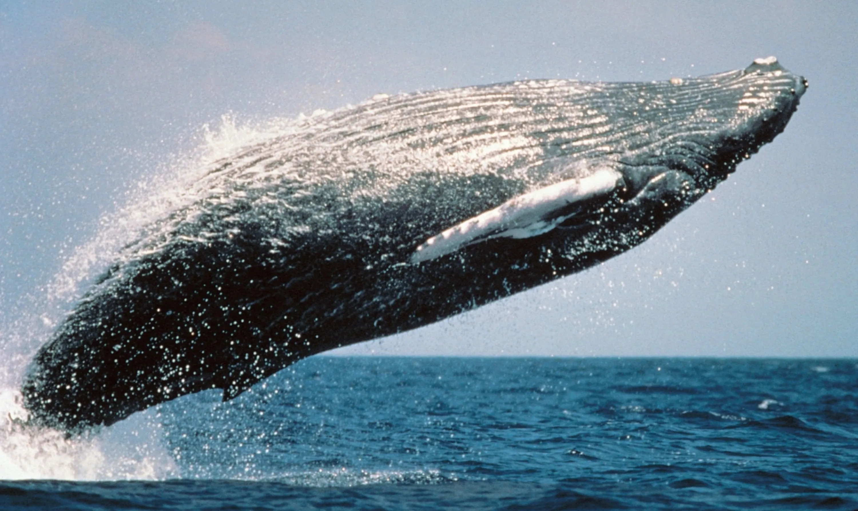 Humpback Whale