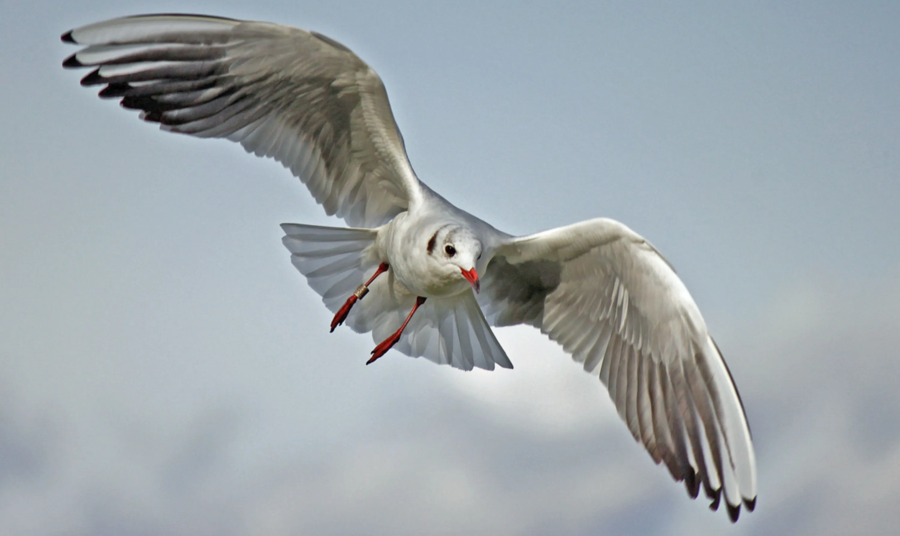 Seagull