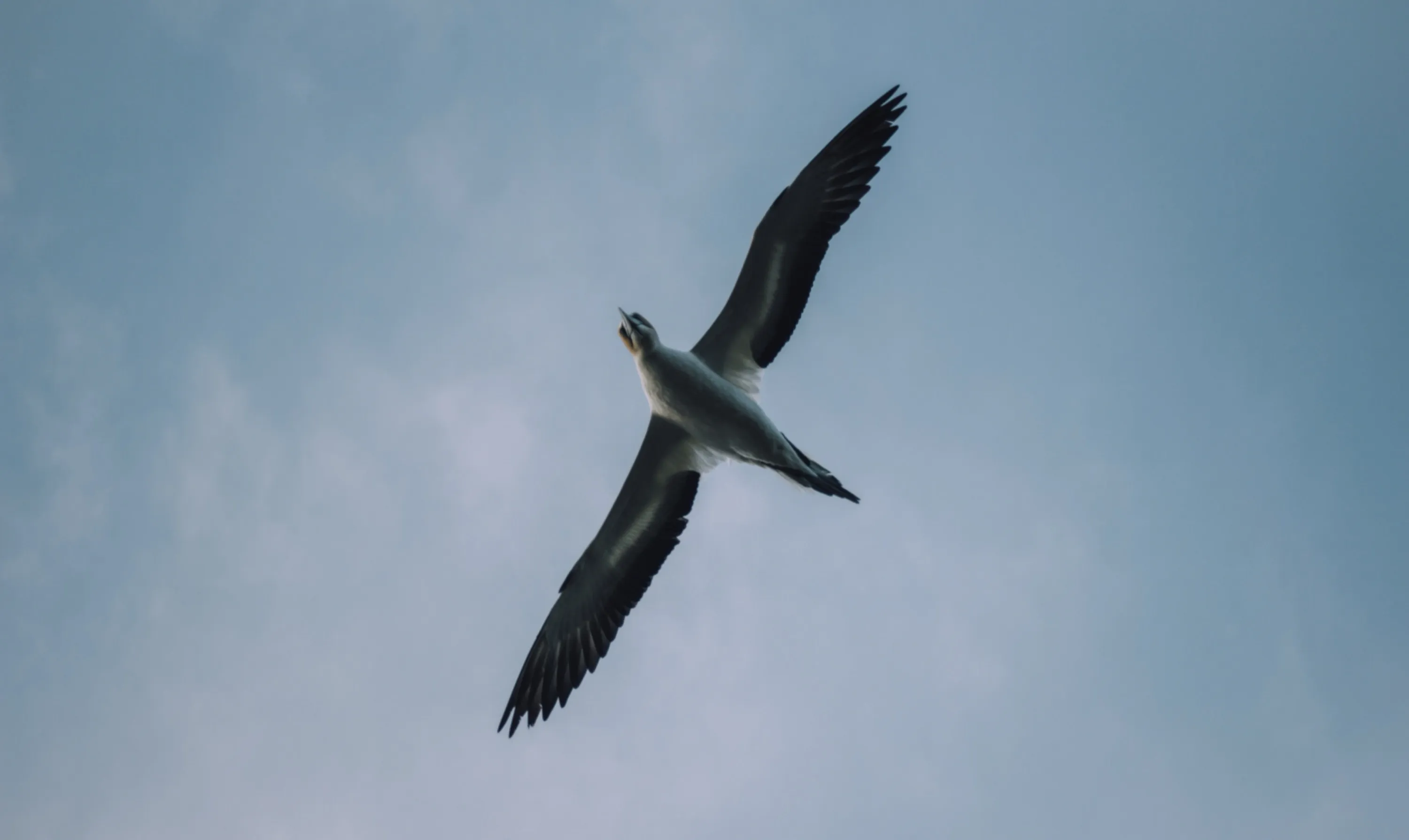 Dove in Flight