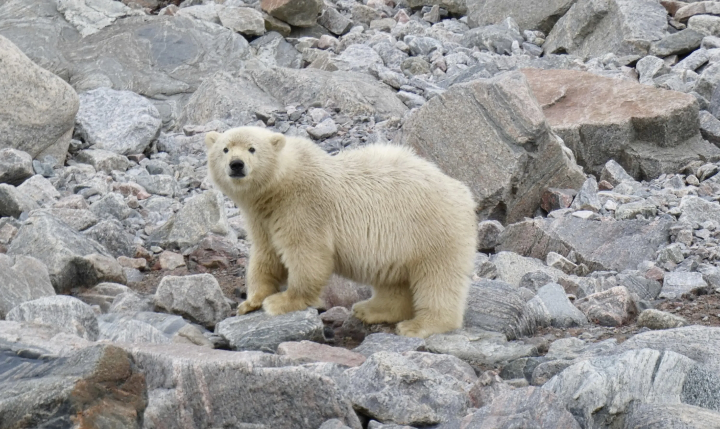 Canadian Polar Bear
