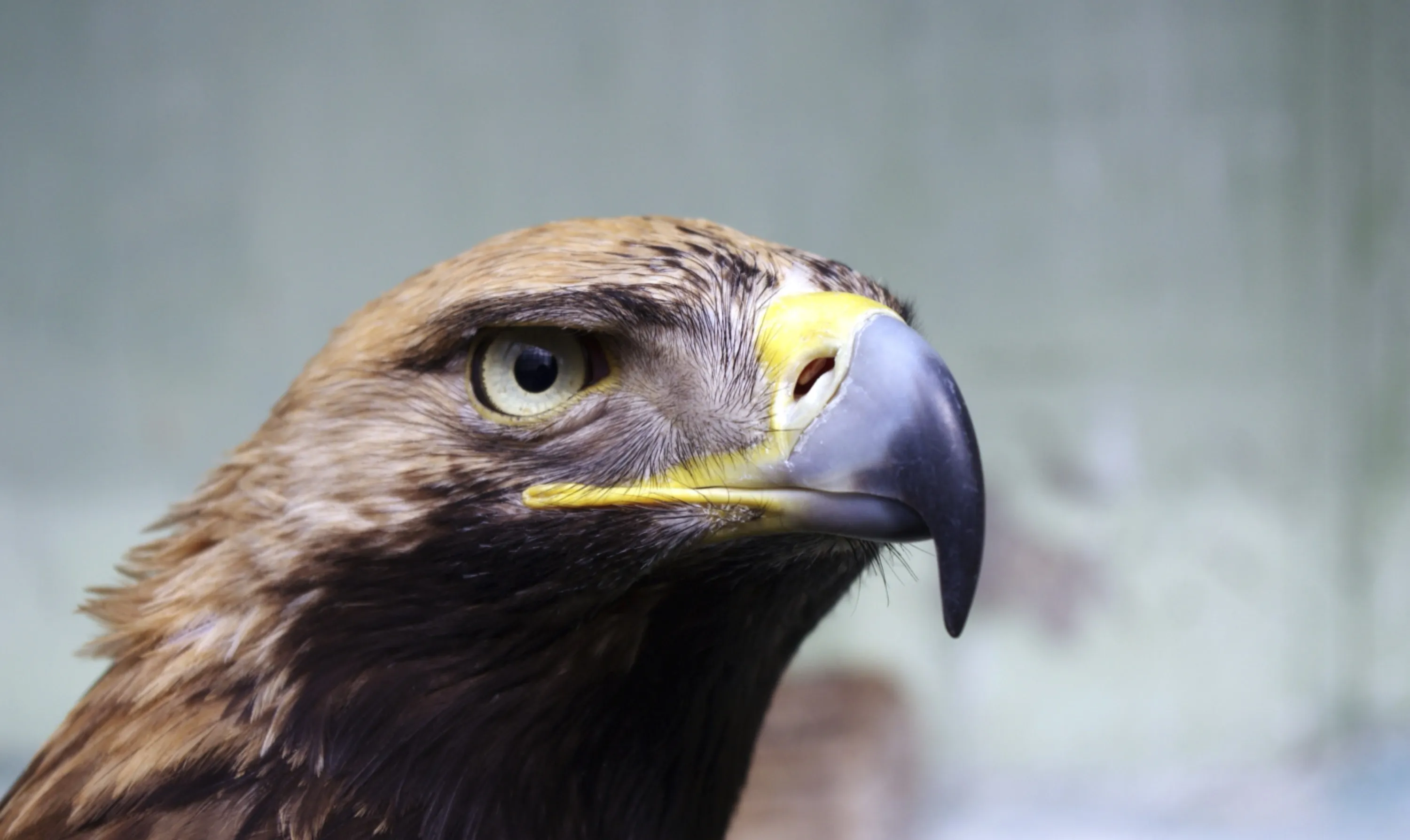 Brown Eagle